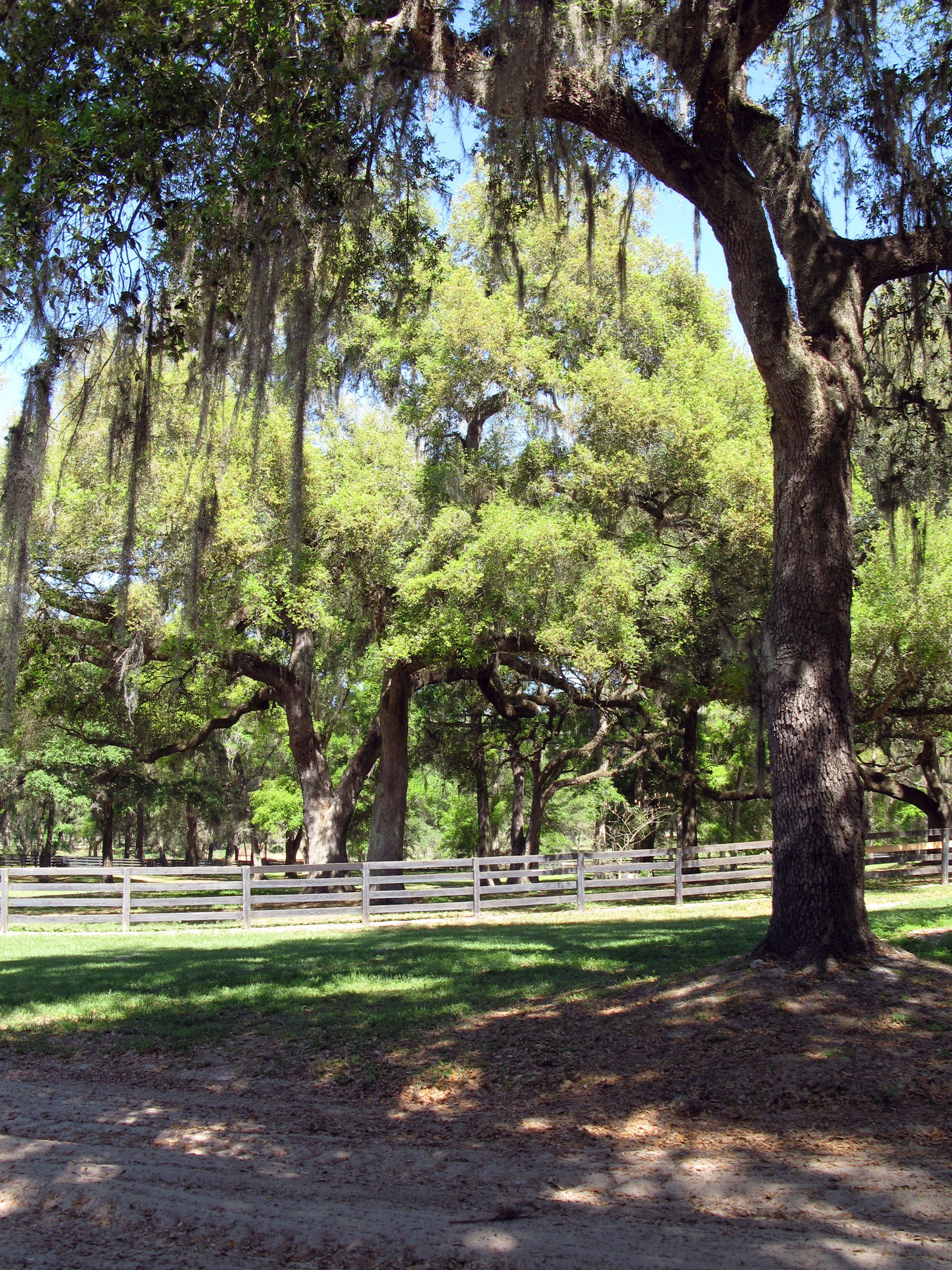 Gypsy Gold Farm, Ocala, FL