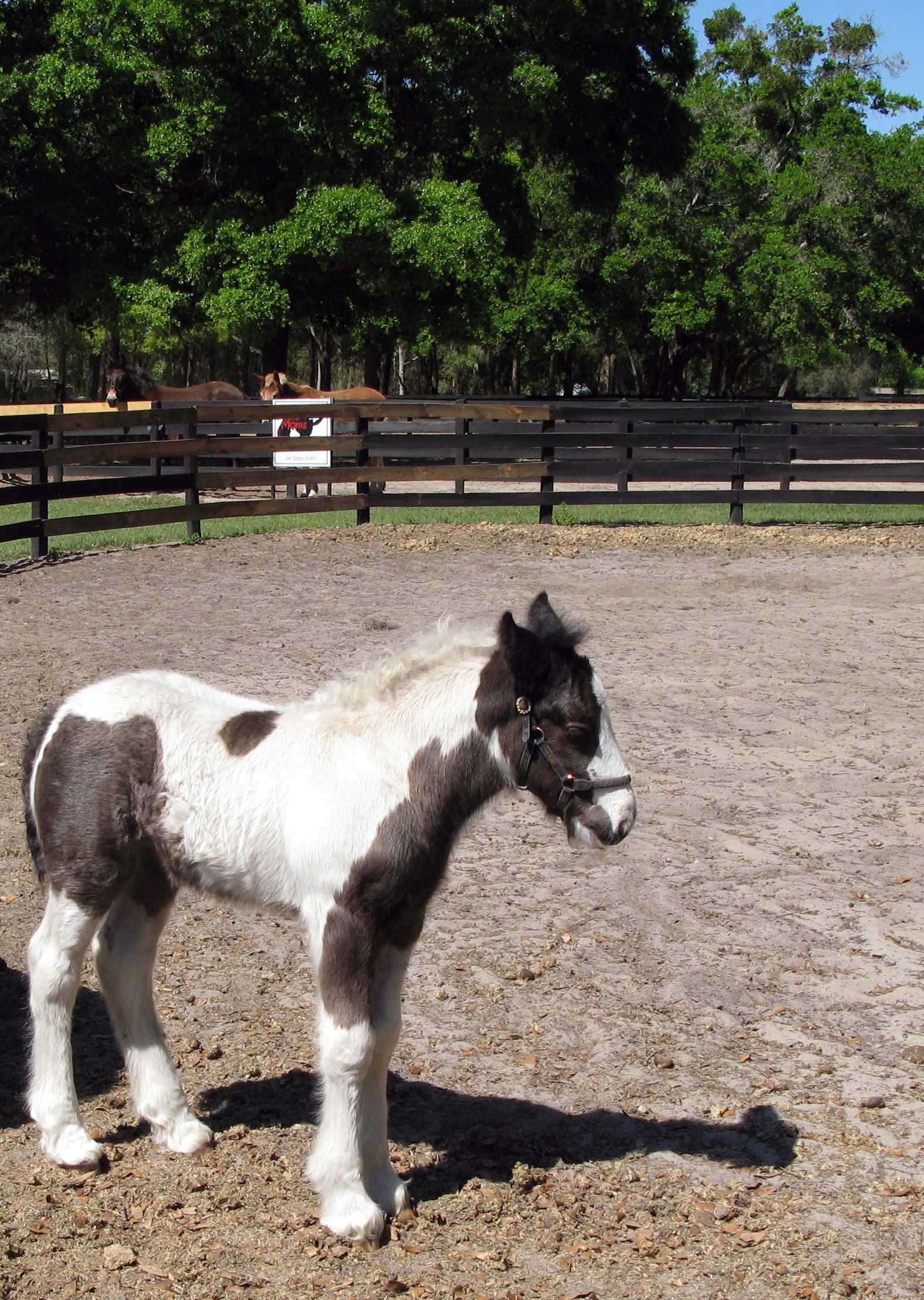 Gypsy Gold Farm, Ocala, FL, Gypsy Vanner Colt