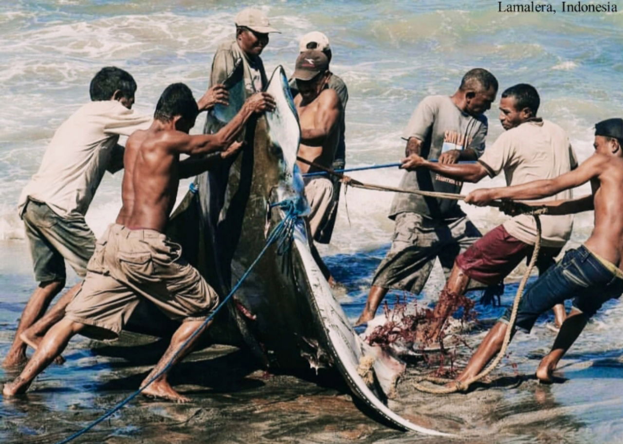 Lamalera-speaking traditional whalers in Lamalera village, a fi…