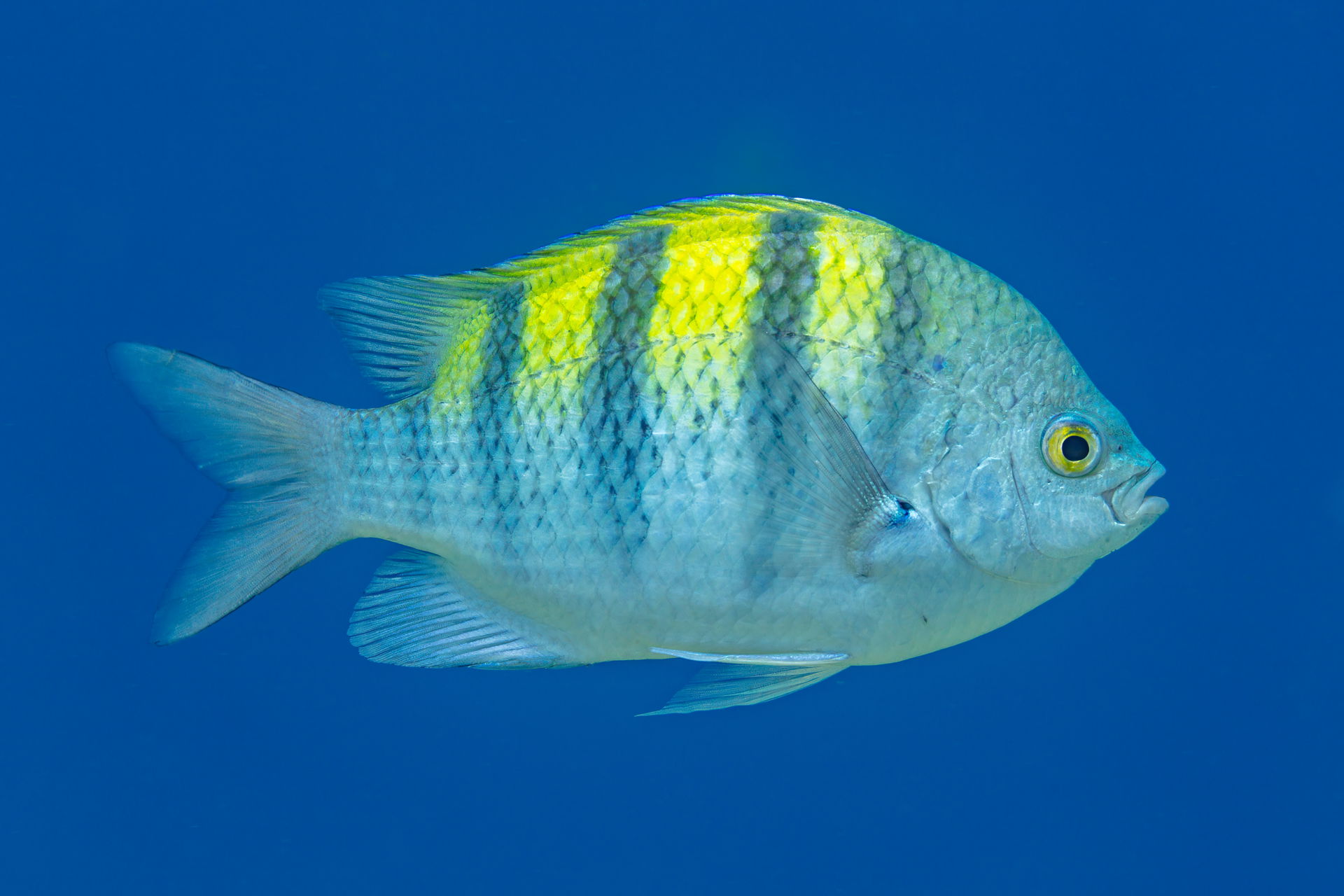 Pacific sergeant major (Abudefduf troschelii), Cabo San Lucas, …