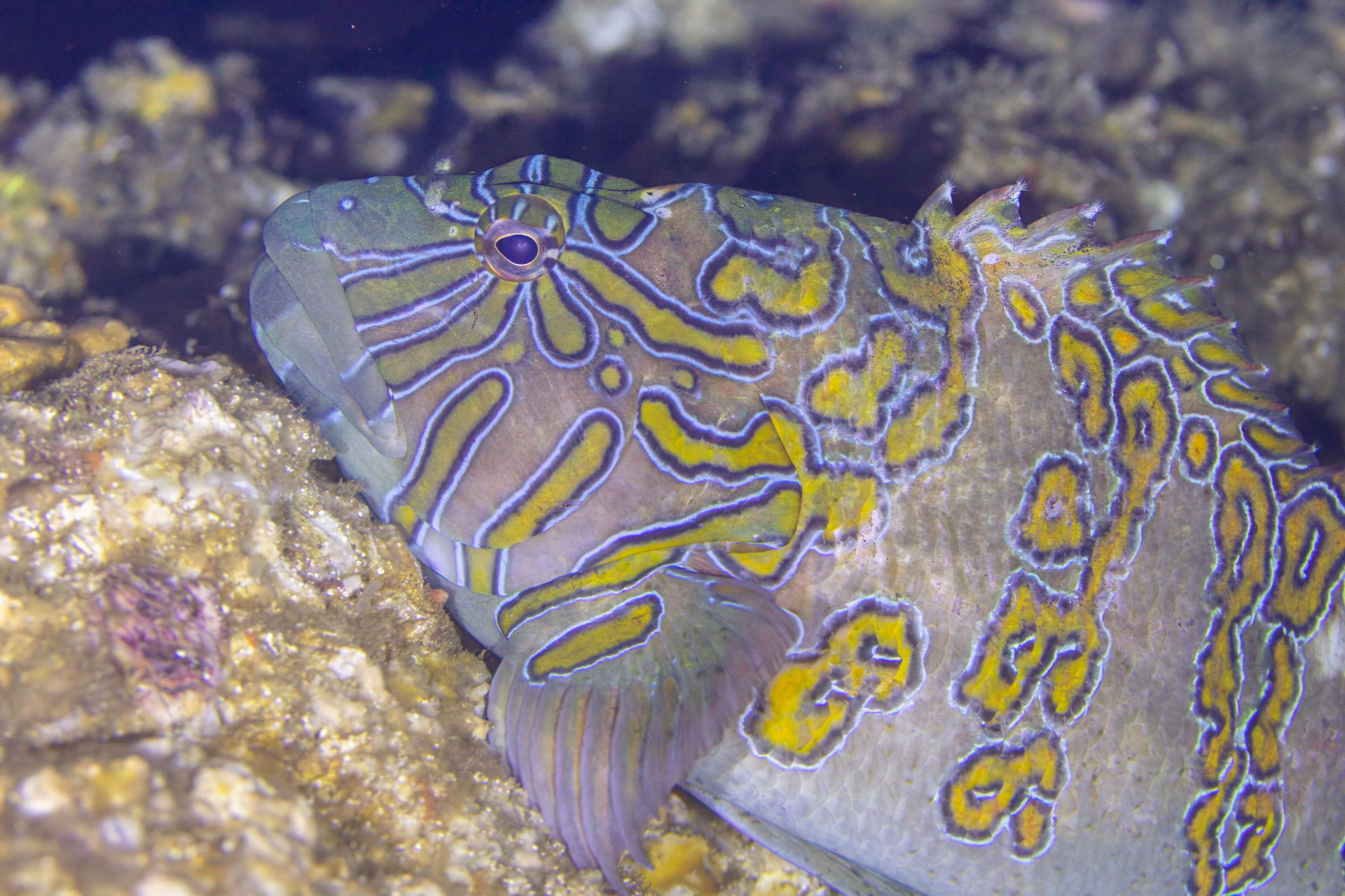 Giant hawkfish (Cirrhitus rivulatus), Cabo San Lucas, Baja Cali…