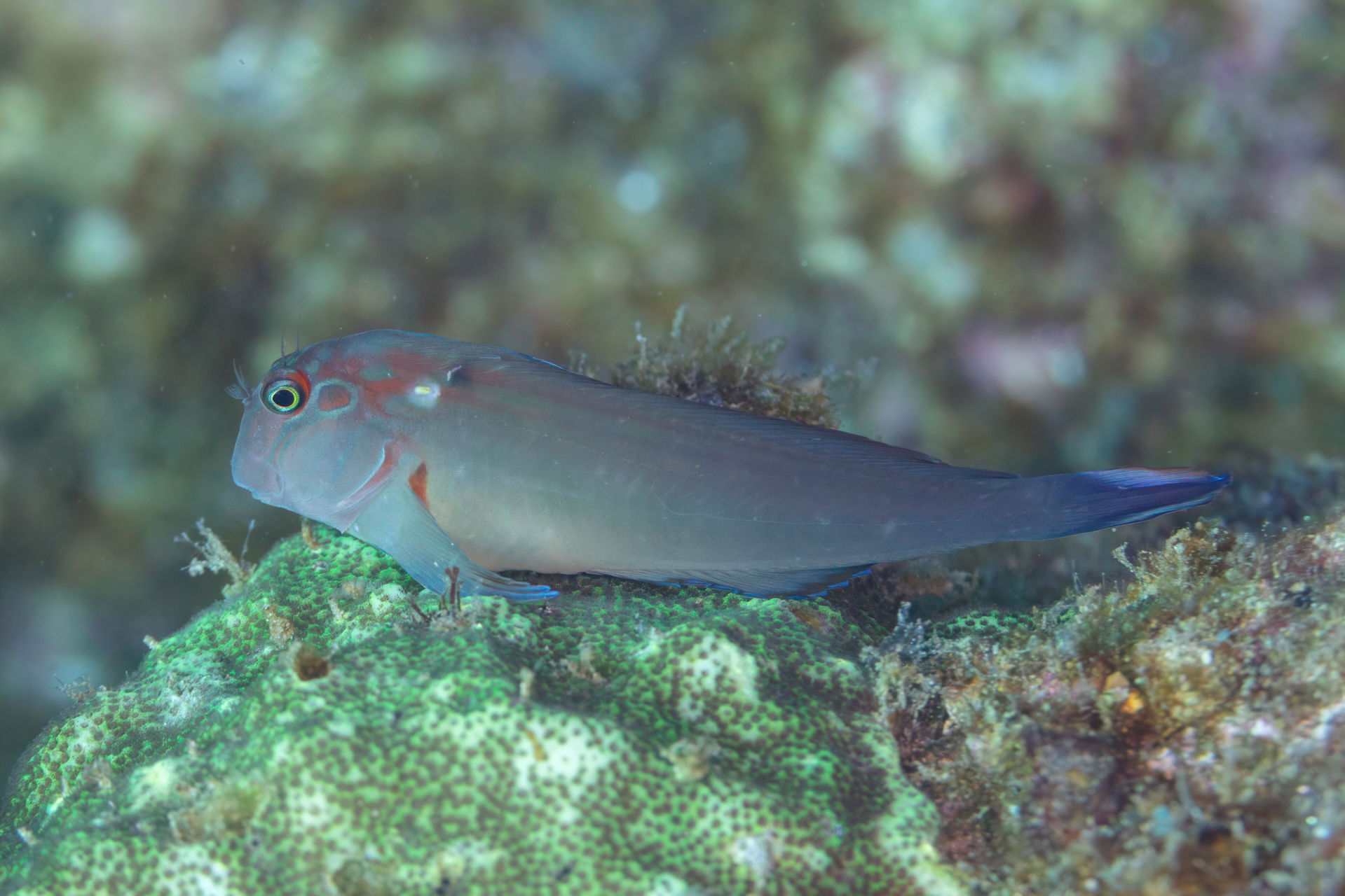 Large-banded blenny (Ophioblennius steindachneri), Cabo San Luc…