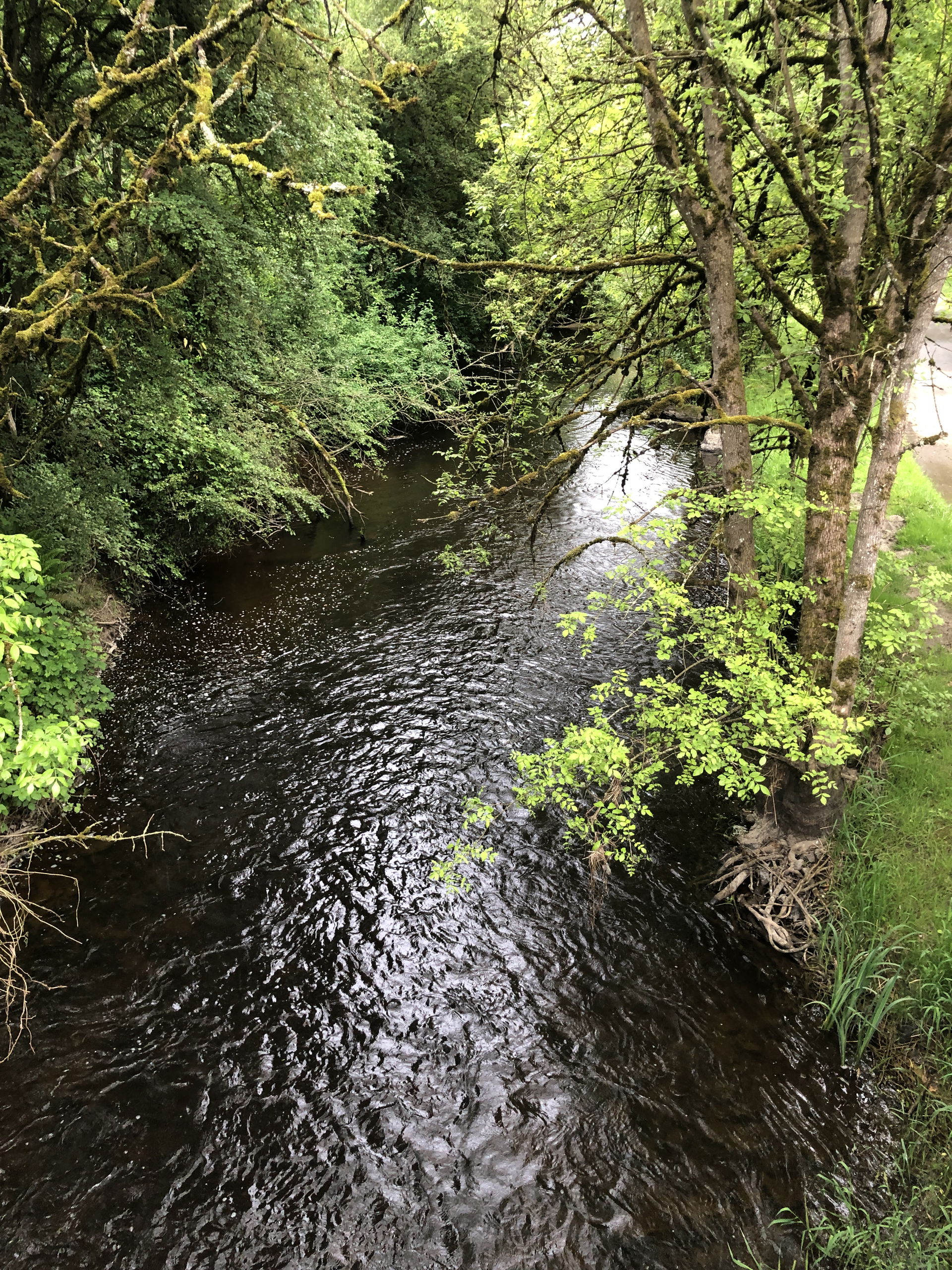 Bear Creek Park, Redmond, Wasington