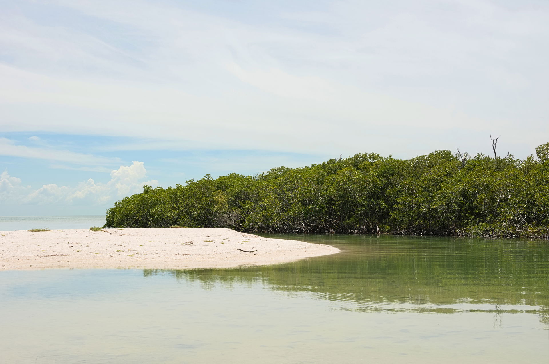 Mangrove in Ciudad del Carmen, Campeche, Mexico