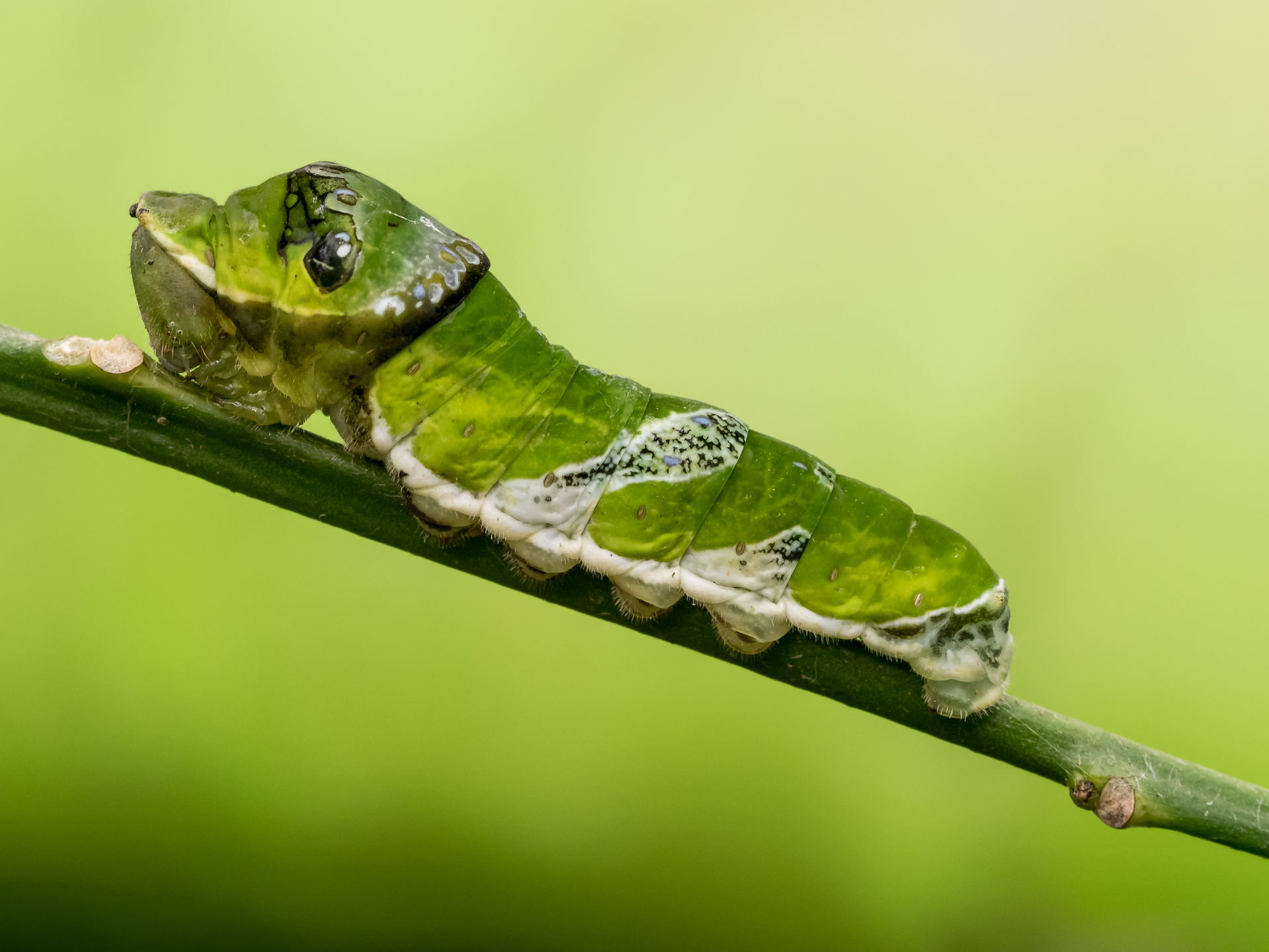 Unidentified Papilio caterpillar (possibly Papilio memnon or P…