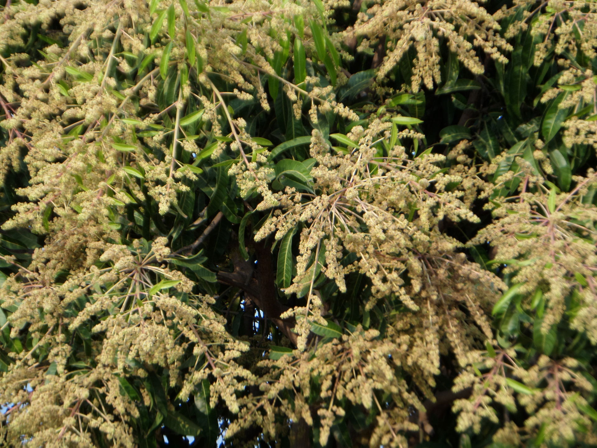Mango flowers!rayachoti,A.P