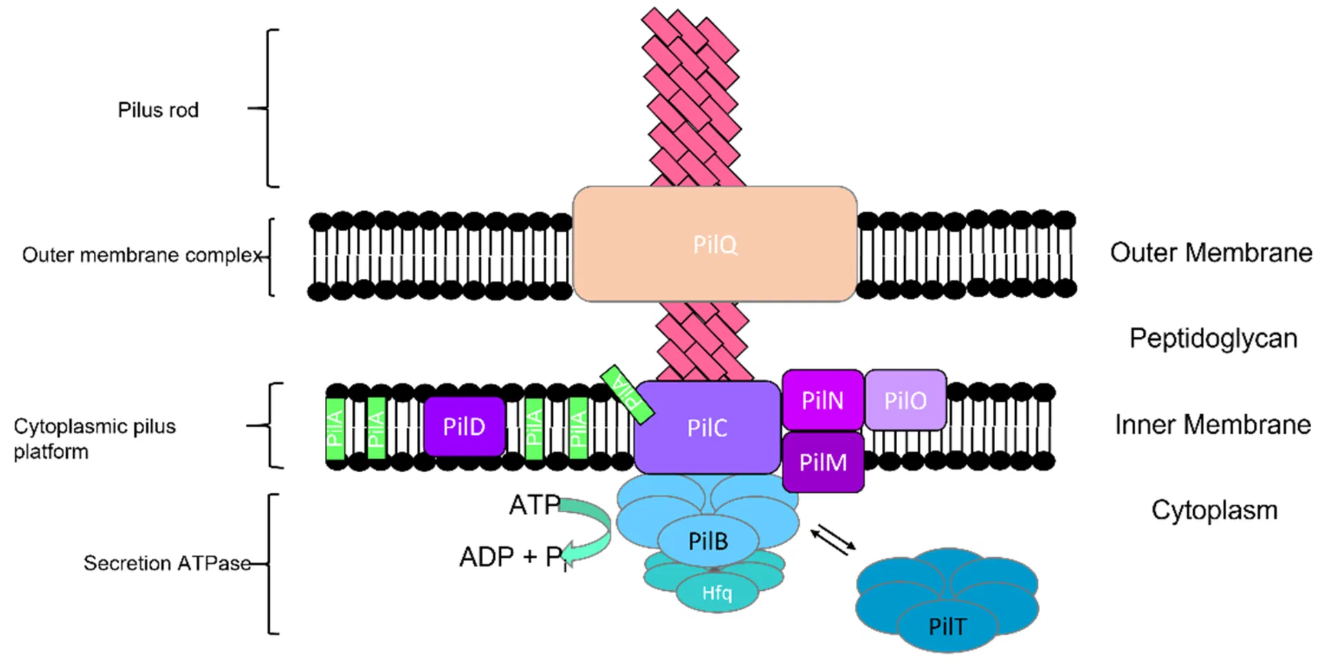 Type IV pilus in cyanobacteria
with four distinct subcomplexes