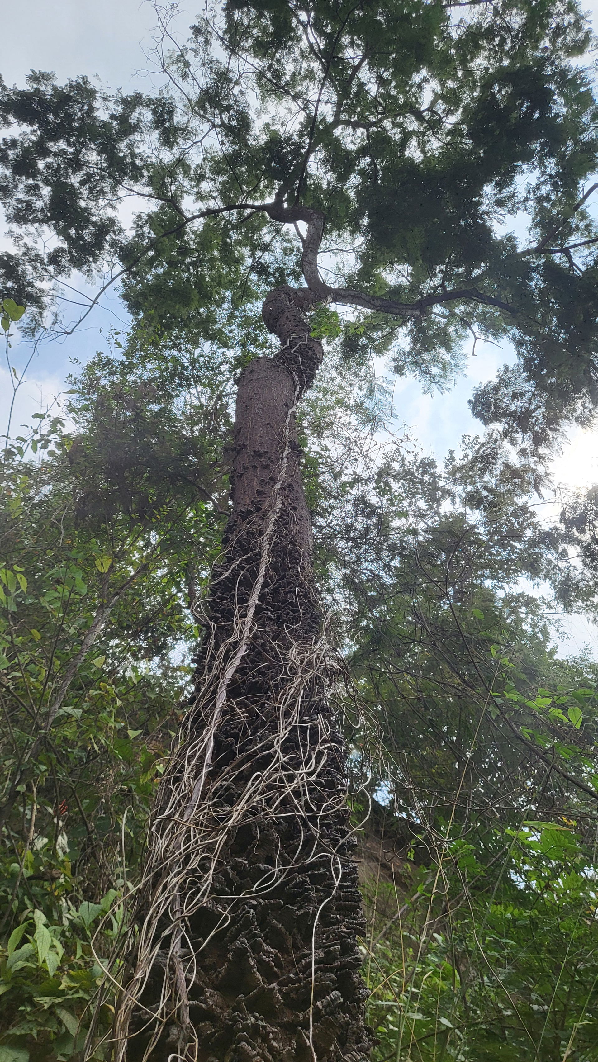 Anadenanthera peregrina