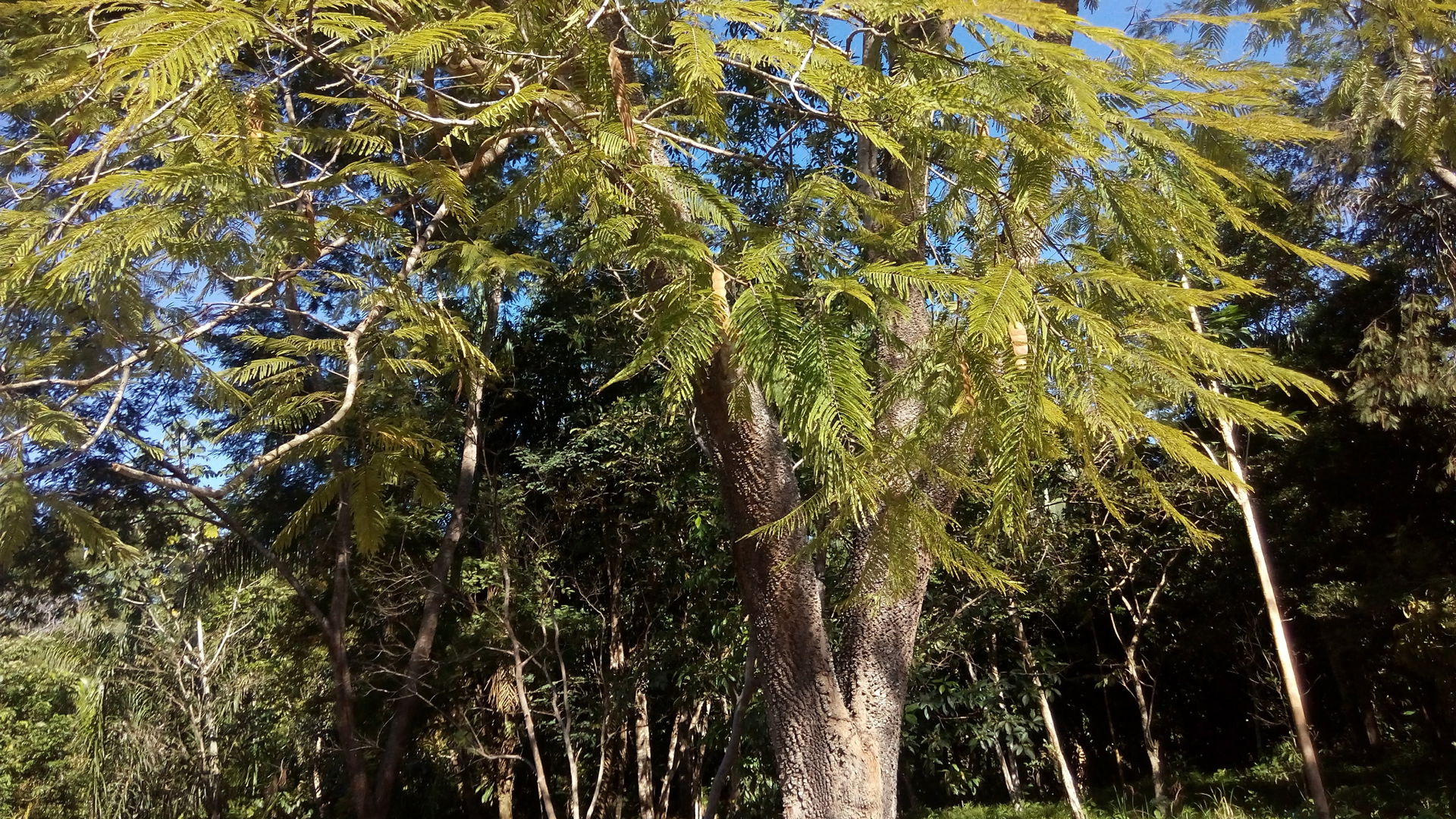 Anadenanthera peregrina