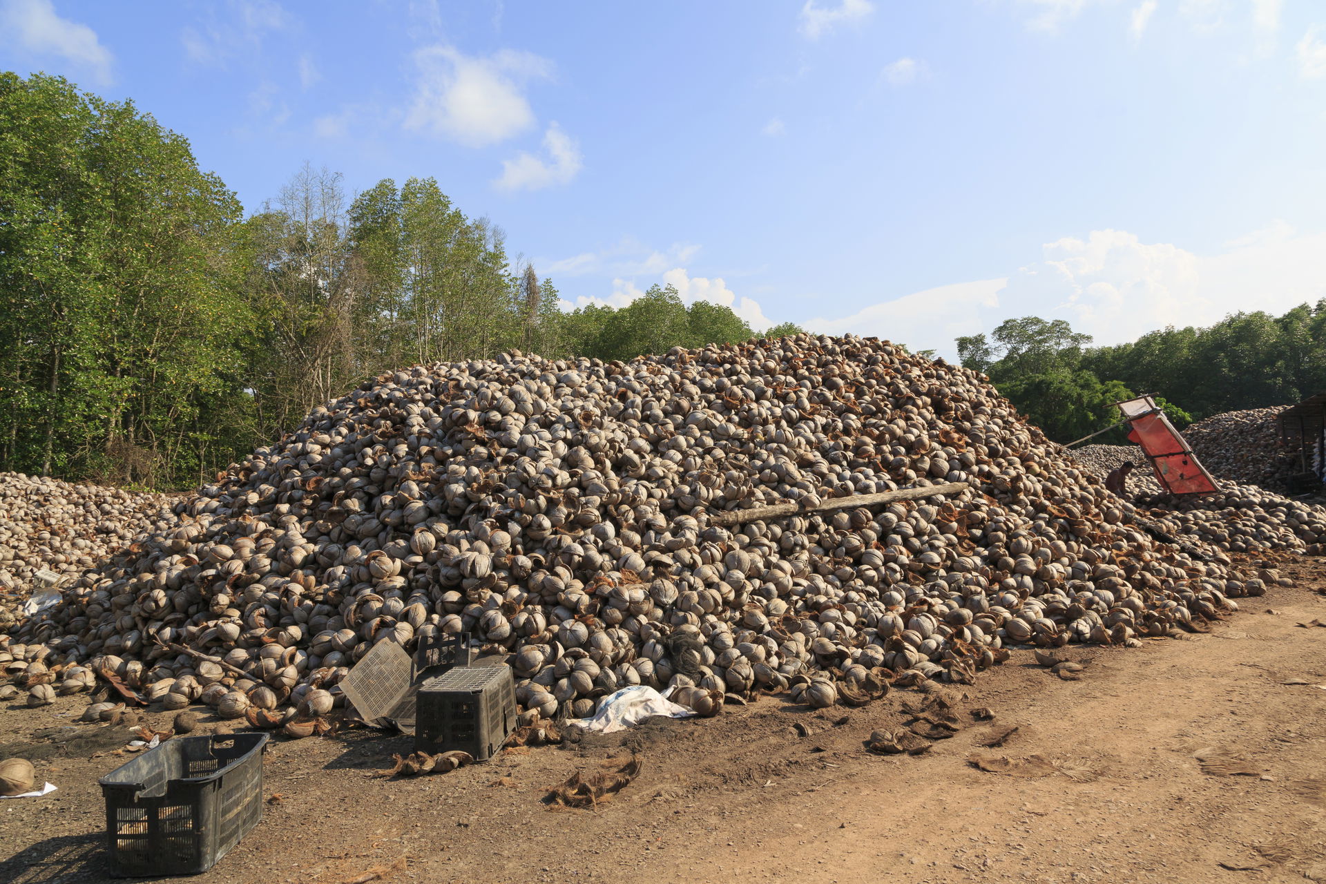Kudat, Sabah: Piles of coconuts in a coconut collection and pro…