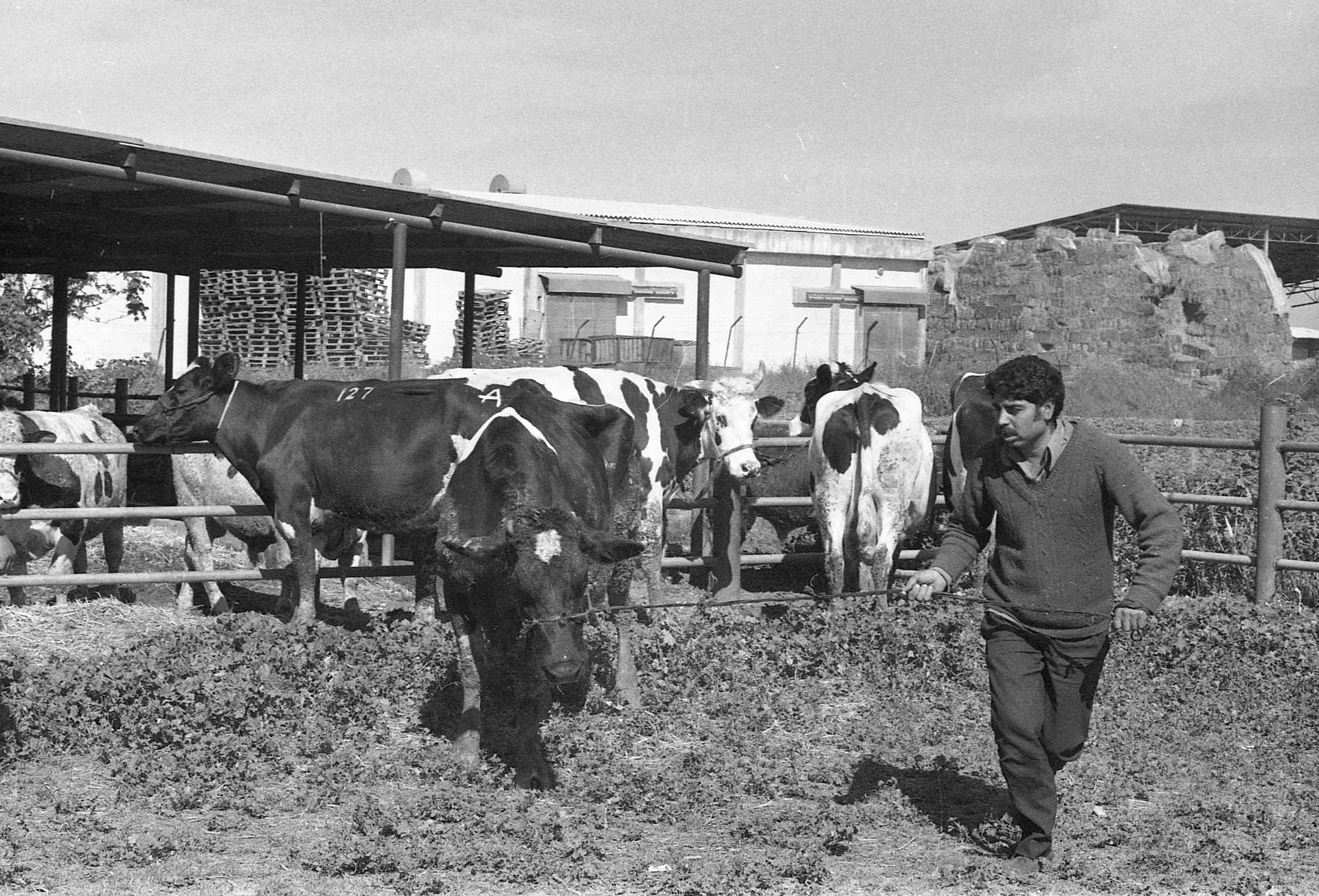 Livestock market at Raanana.