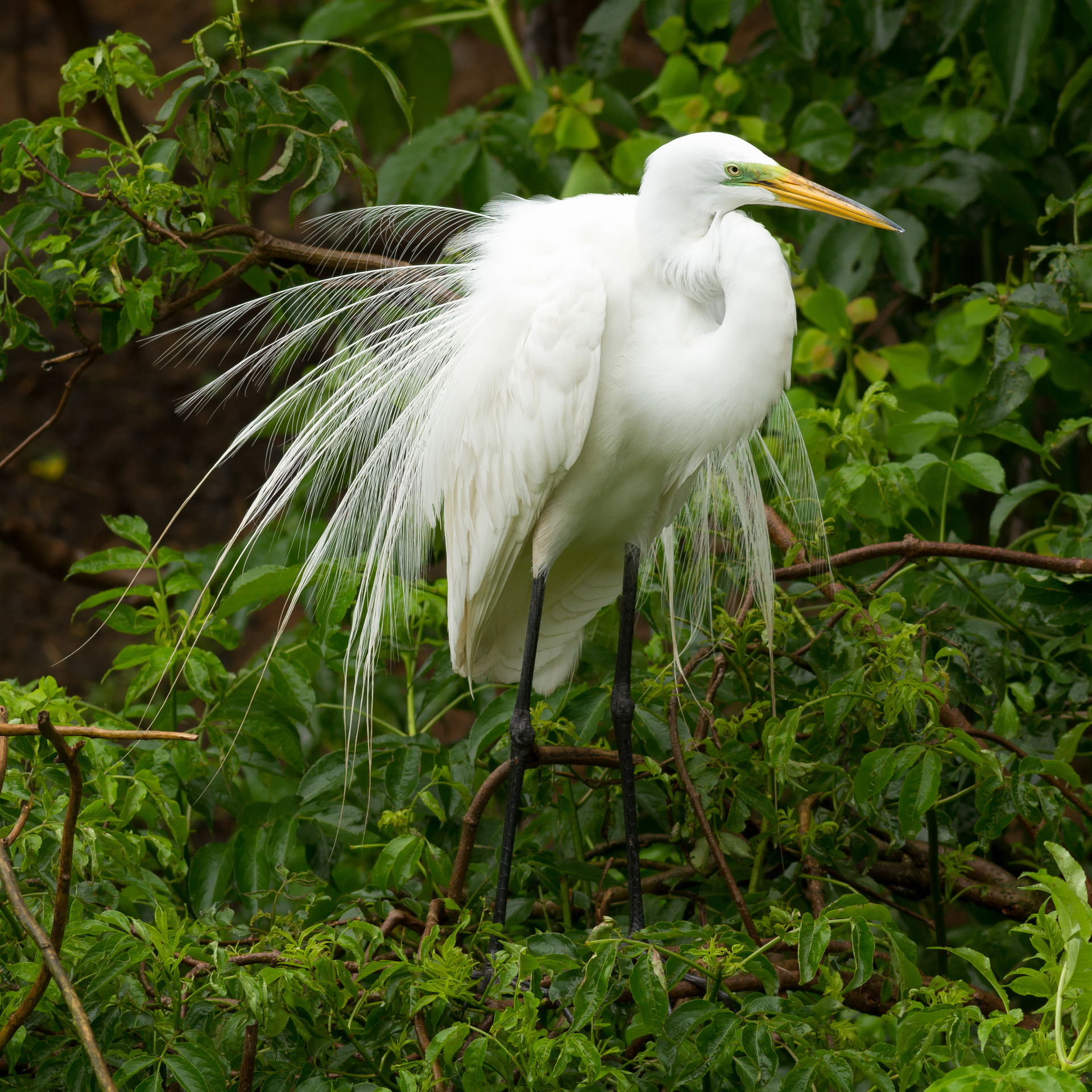 Great egret (Ardea alba) during mating season at Smith Oaks San…