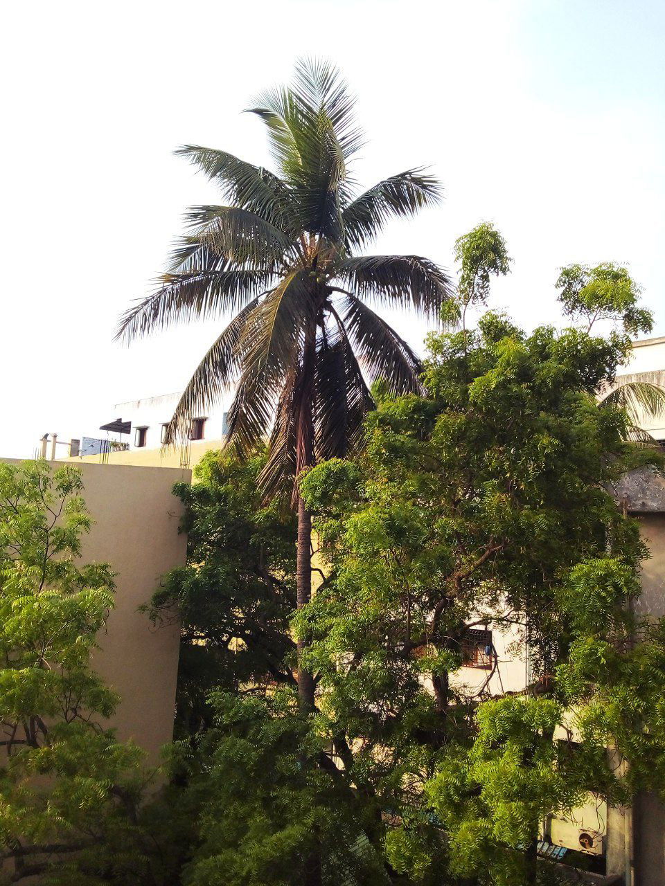 View from Sridevi hotel in Tanuku, Andhra Pradesh