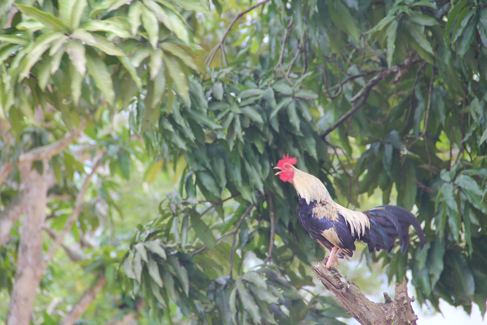 Gallo Cantando debajo debajo de Árbol de mango (Nirgua - Yaracu…