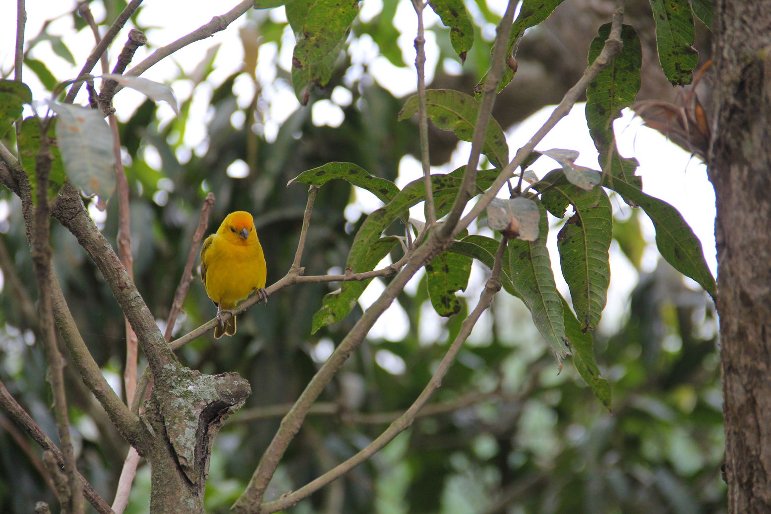 Canario Amarillo sobre árbol de mango en Nirgua - Yaracuy