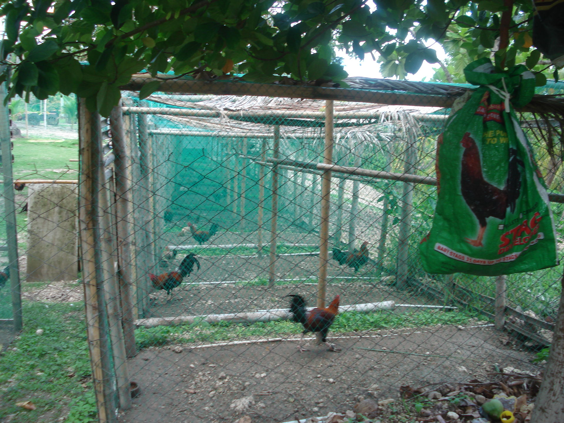 Cock farm