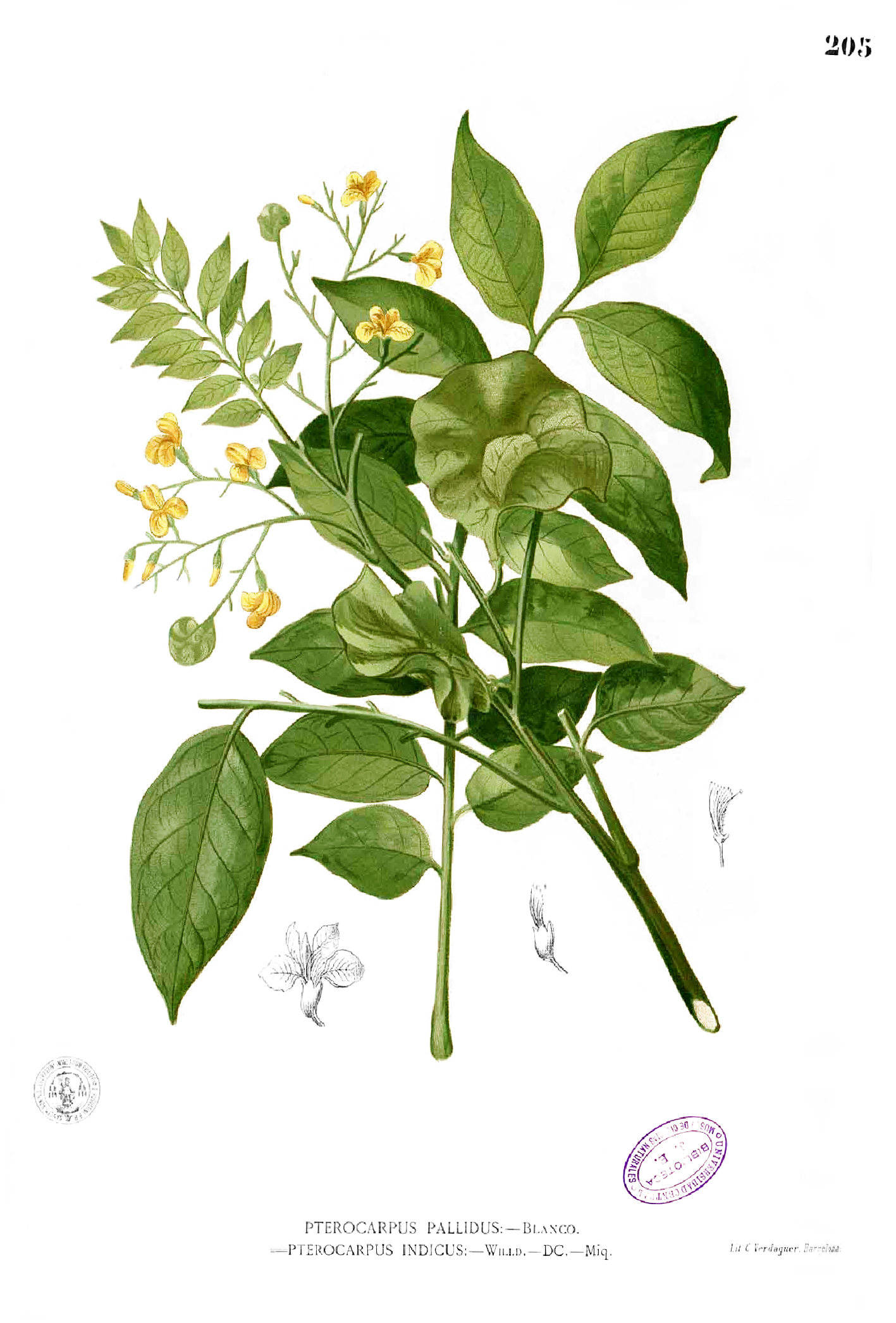 Plate from book