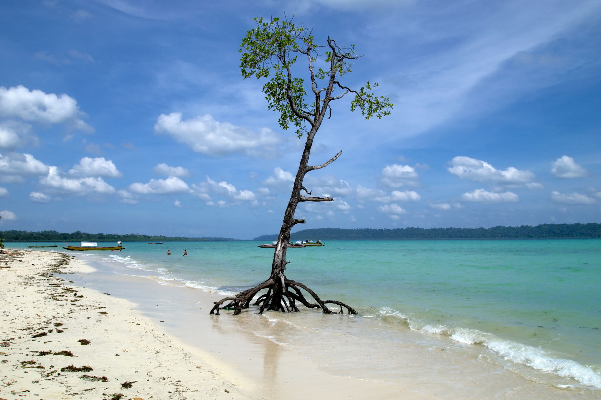 Andaman tropical paradise is a juicy blend of tropical flavors,…