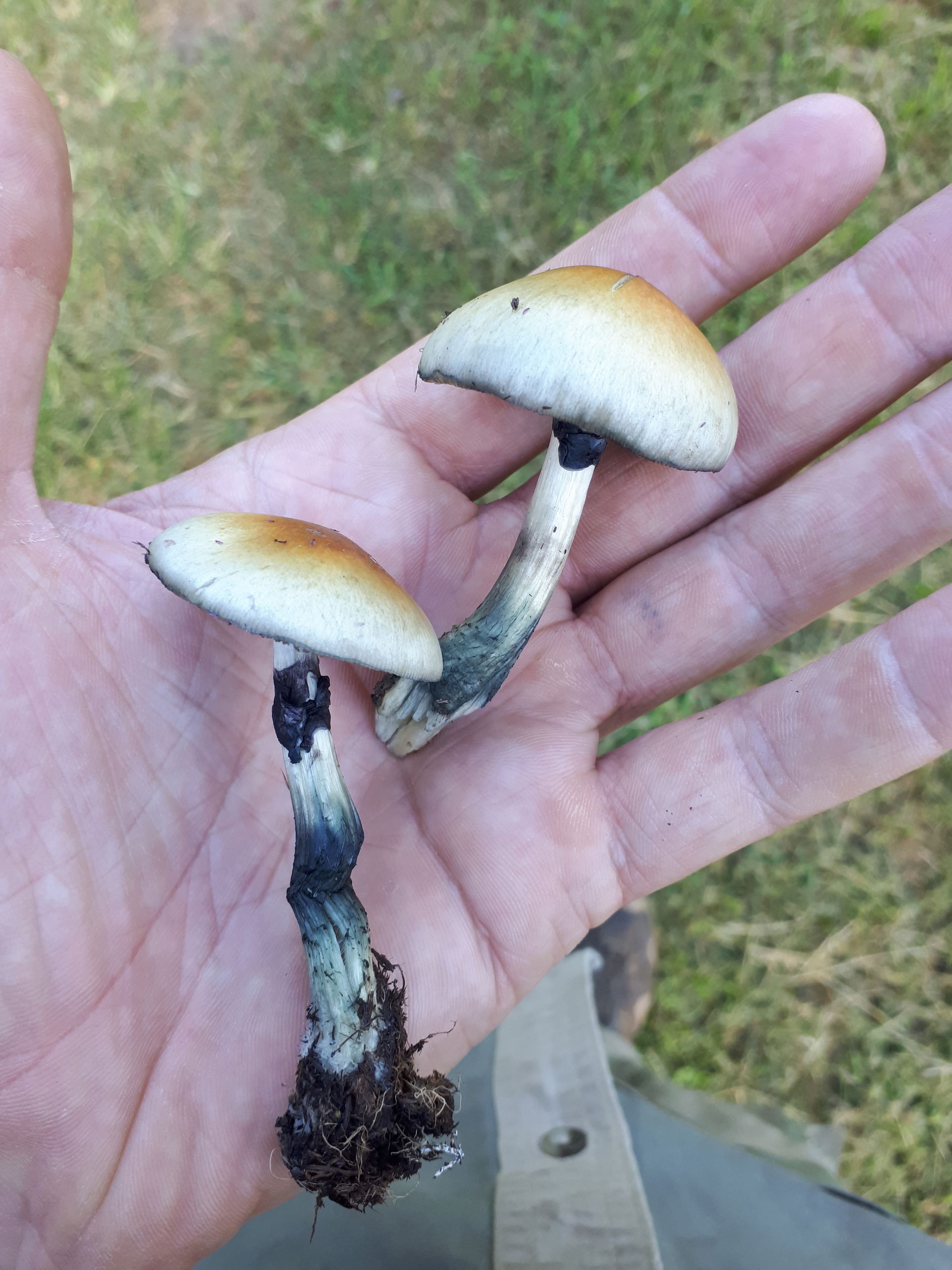 Psilocybe cubensis photographed in Wedza District, Zimbabwe. Fo…