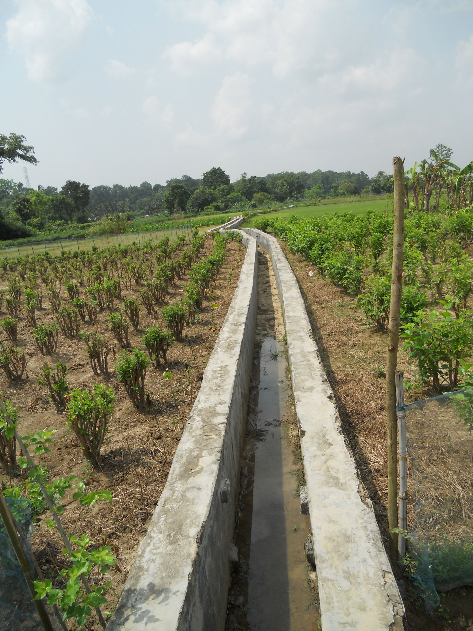 Pucca irrigation channel along a mulberry plantation.