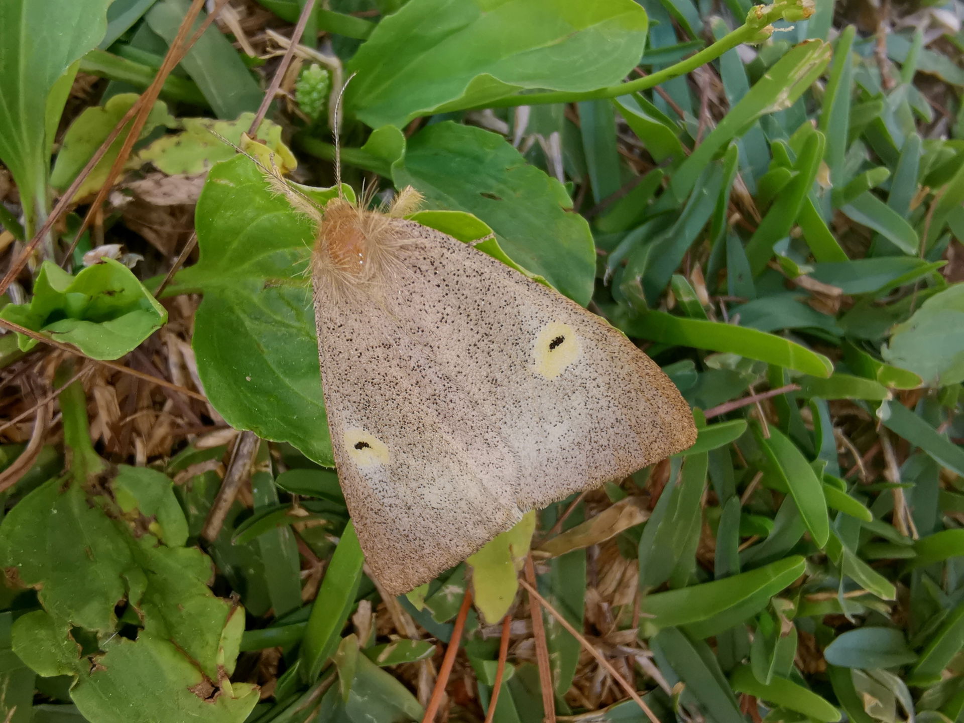 Dewy Tussock Moth (Mahoba irrorata) in Thailand