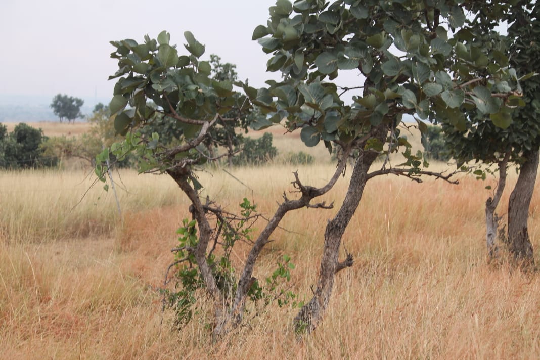 Grasslands in the en:Karanja Sohol Wildlife Sanctuary, Maharash…