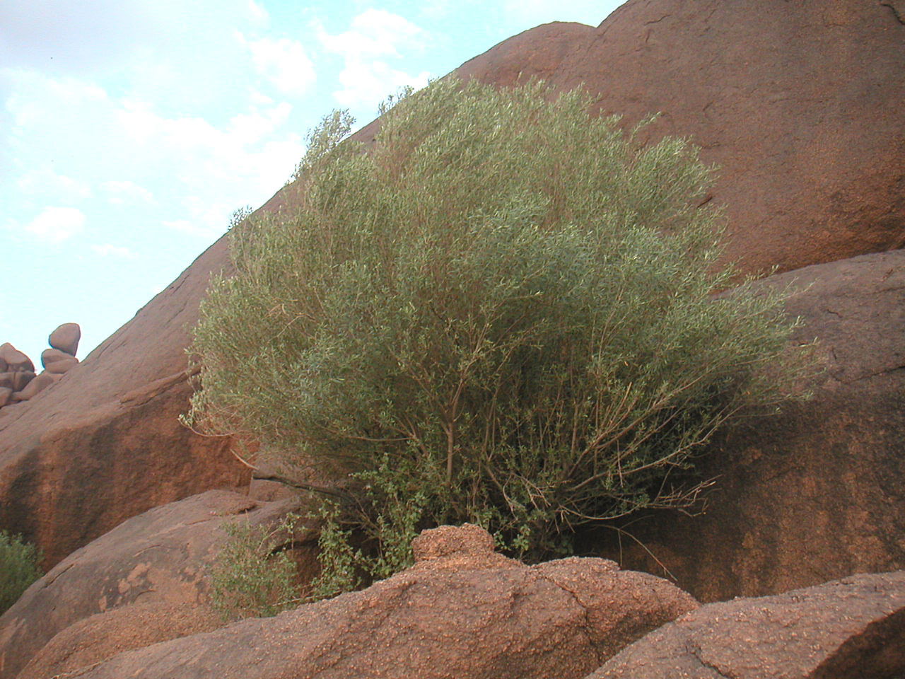 North African Wild Olive (Olea europaea laperrinei) in Tchirozé…