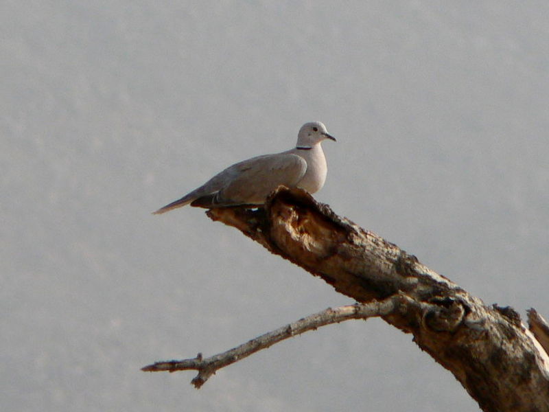 African Collared Dove Streptopelia roseogrisea, Tchirozérine, N…