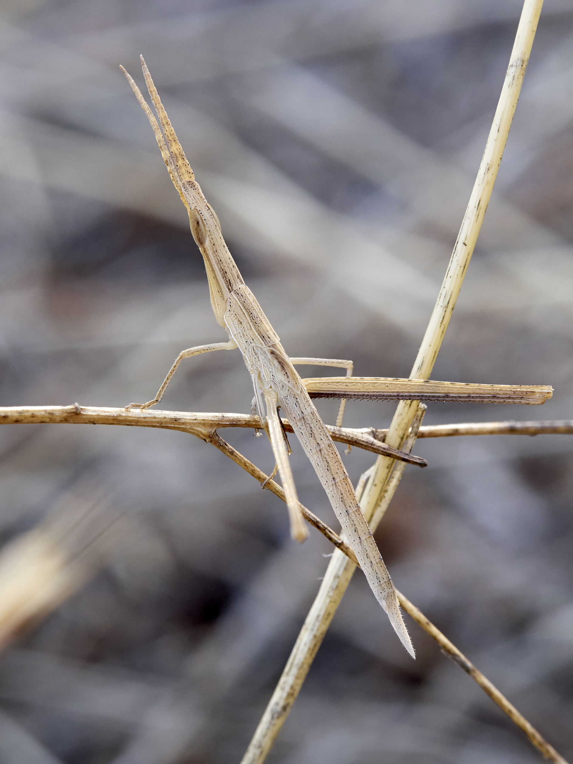 A well camouflaged acrida ungarica, a species of grasshopper (n…
