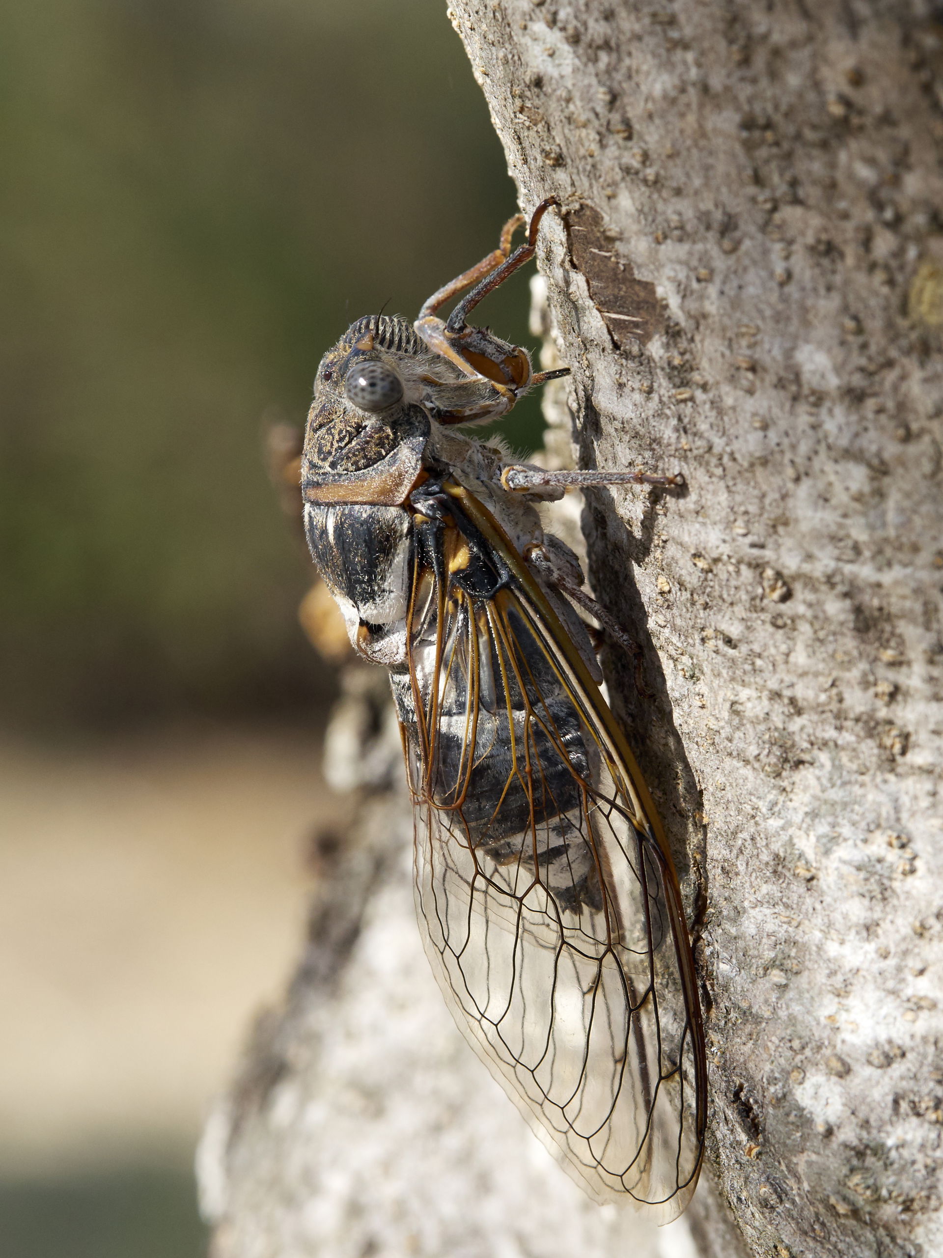 A cicada (cicada orni, according to WP:de/Redaktion Biologie/Be…