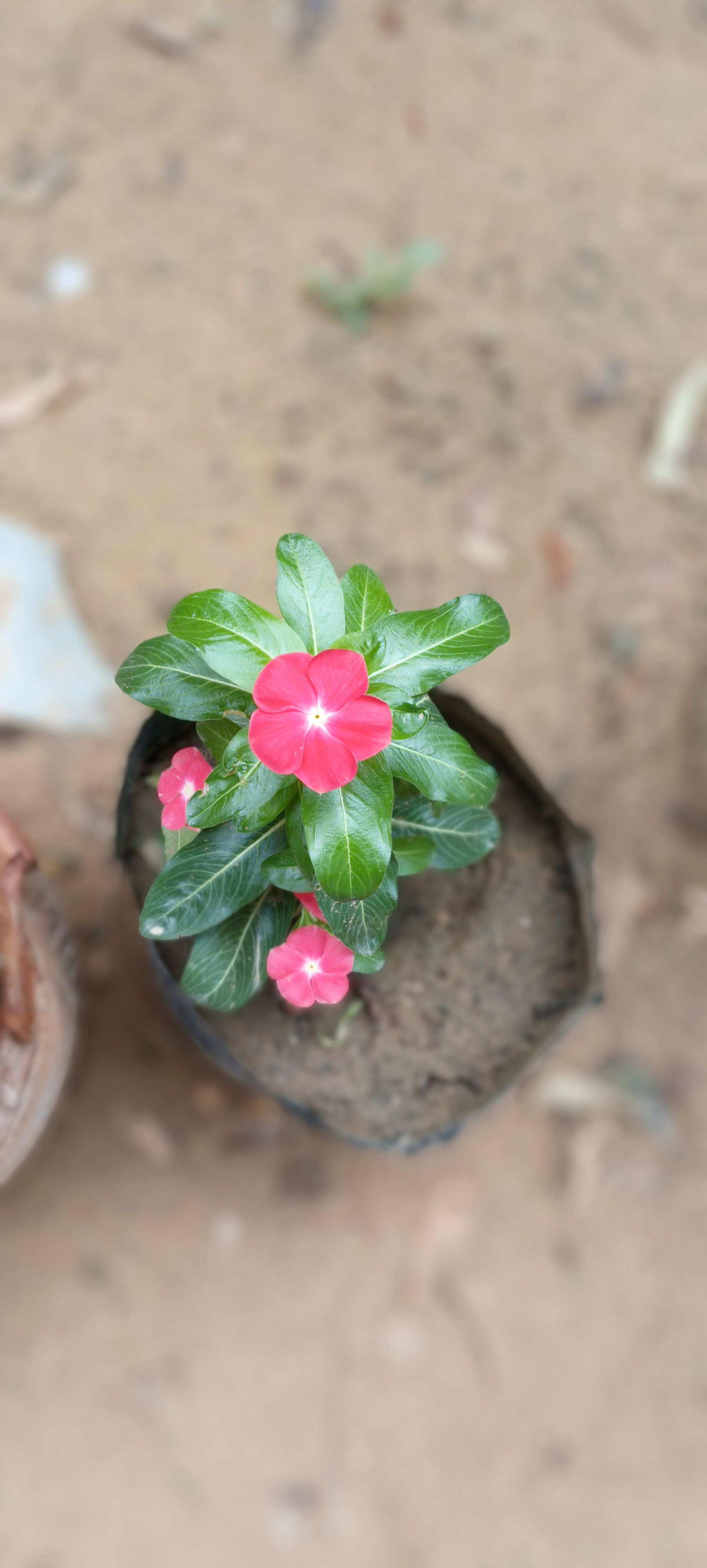 Catharanthus roseus, commonly known as Madagascar periwinkle or…