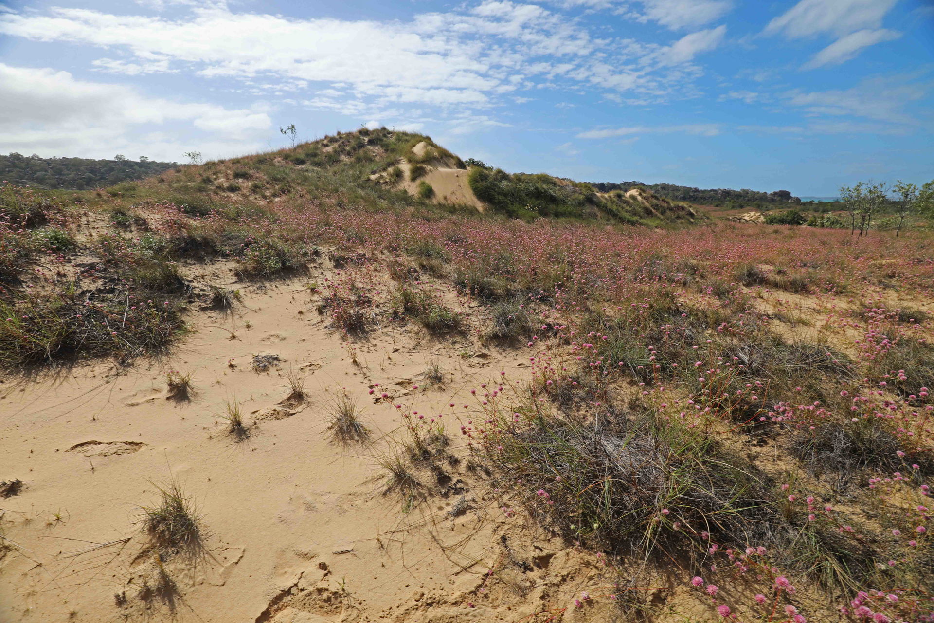 dunes