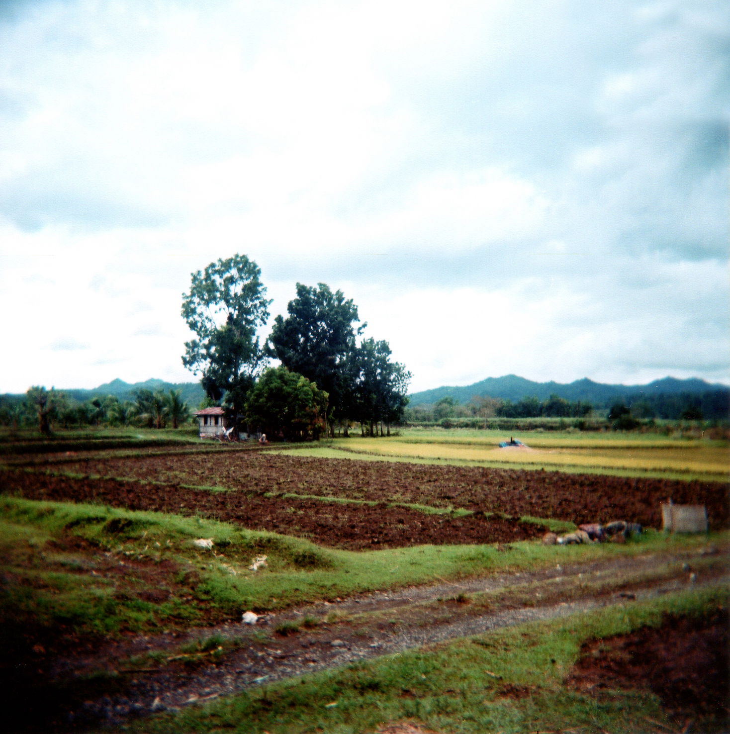 Sugar Cane Farm, Sibalom, Antique Province, Panay Island, Phili…