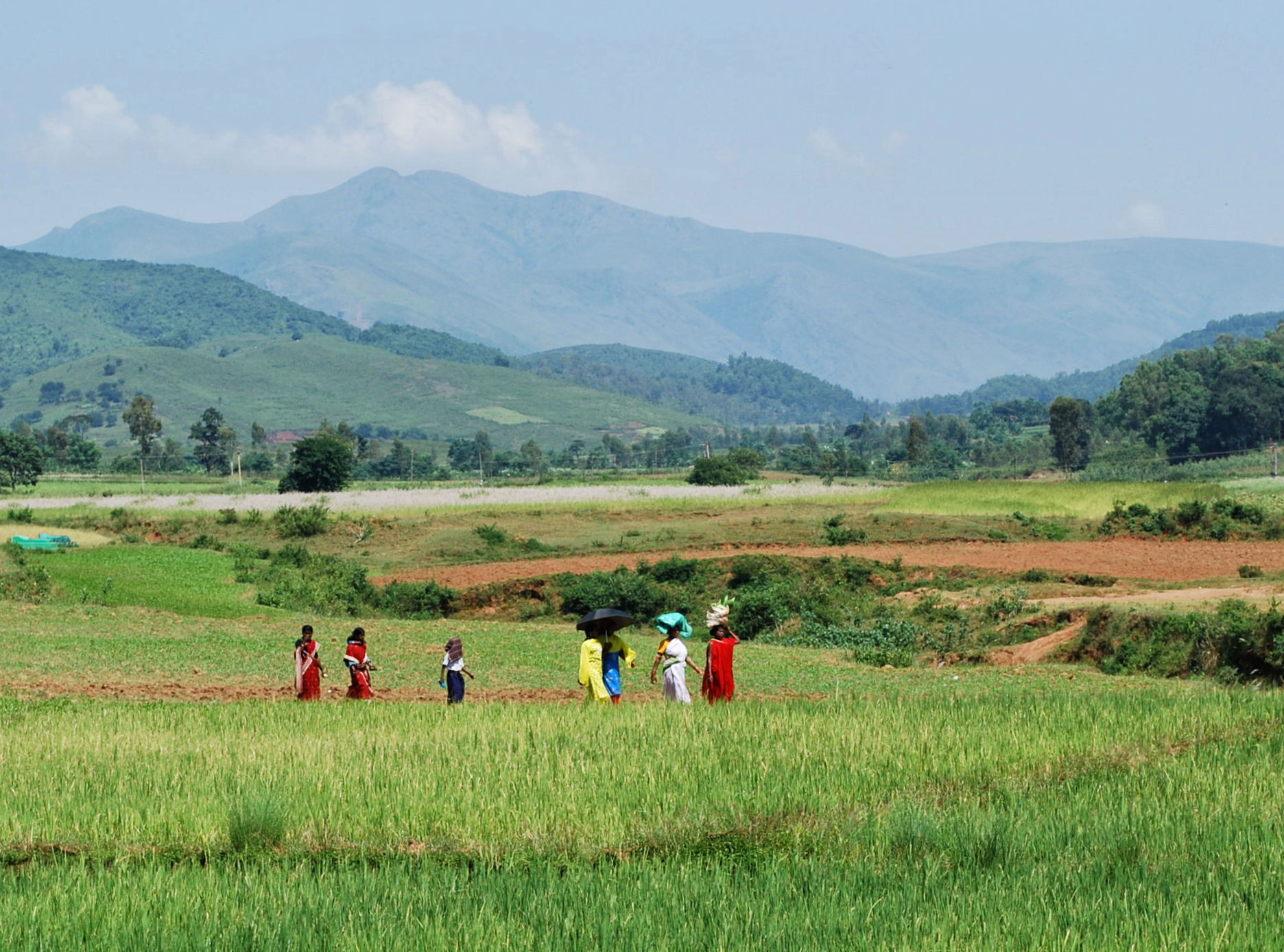 Tribal women cross a paddy field near Sunabeda with Deomali in …