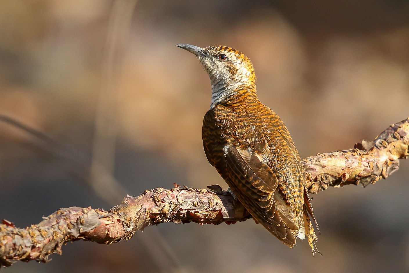 Banded bay cuckoo at Sunabeda Wildlife Sanctuary
