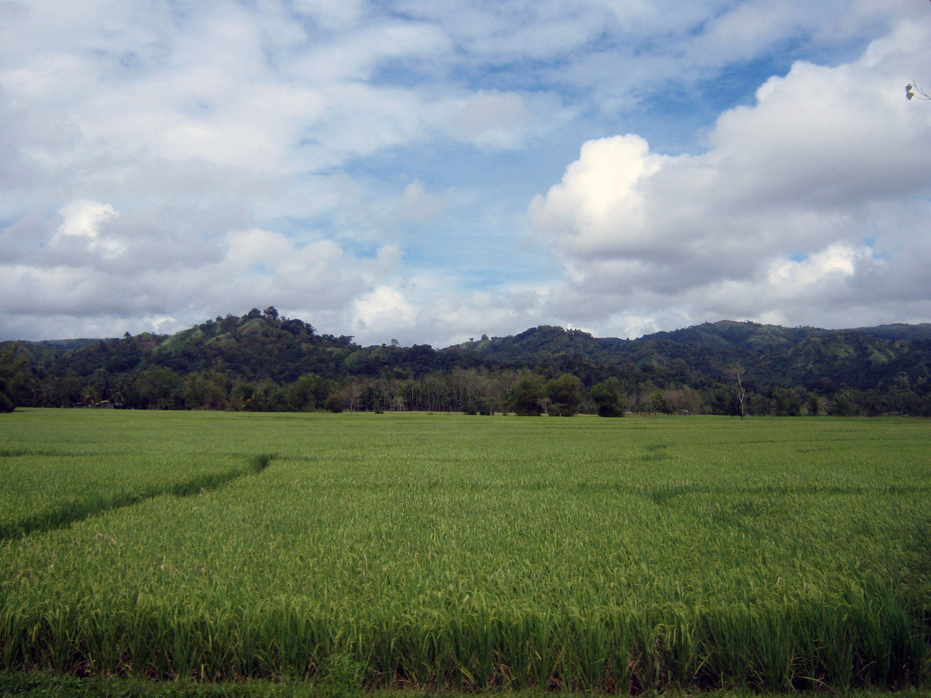 Rice field in Hinoba-an, Negros Occidental, Philippines