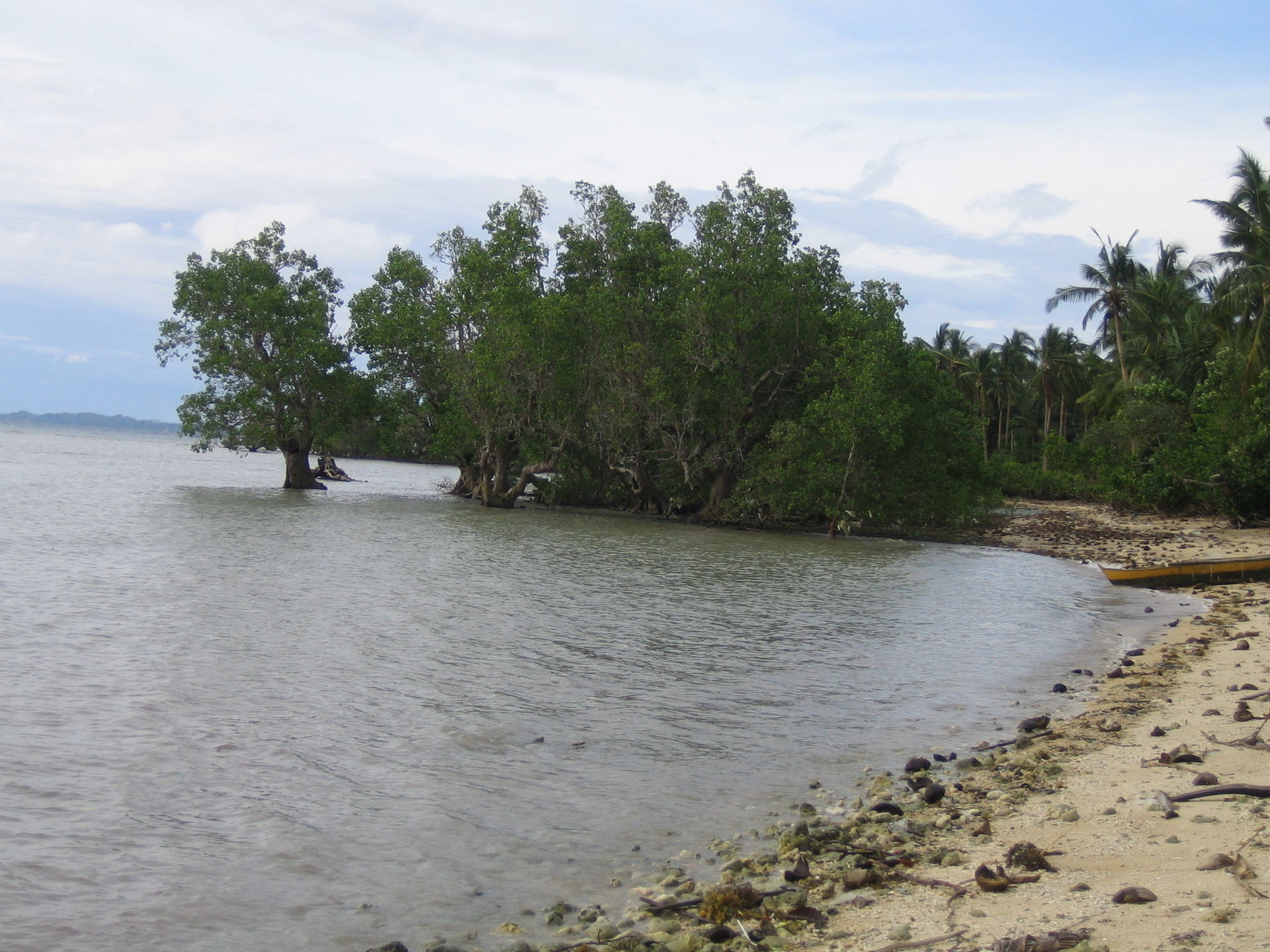 Beach and mangroves of Uson