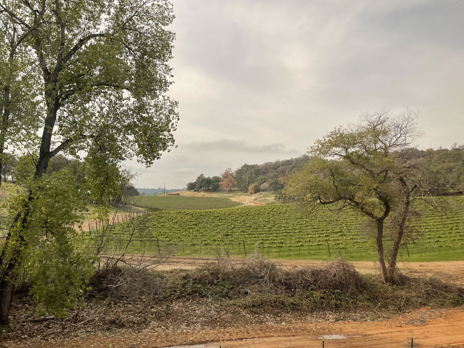 Vineyard in Placer County, California, as seen from the Califor…