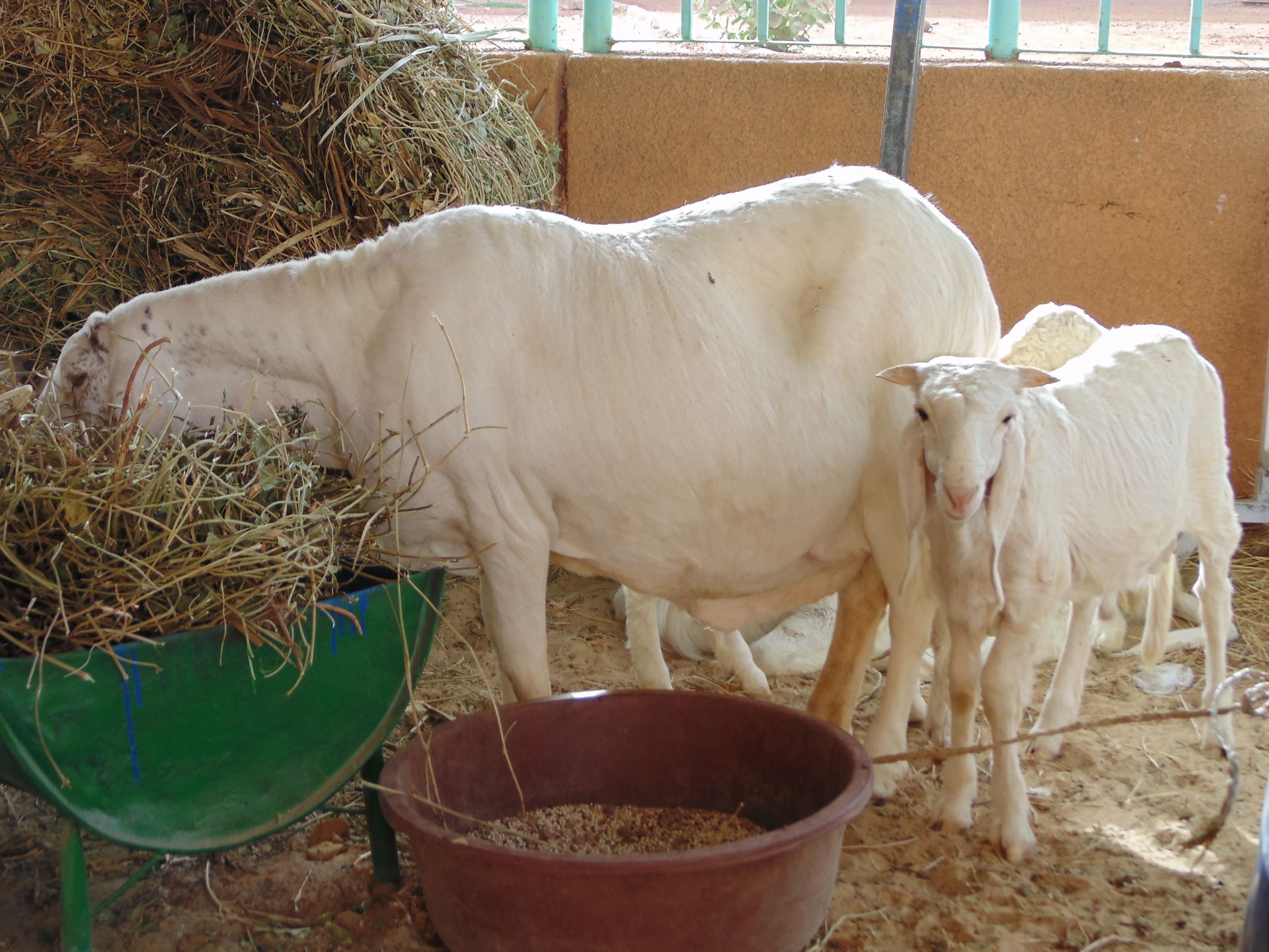 Wikichallenge 2019, Niger