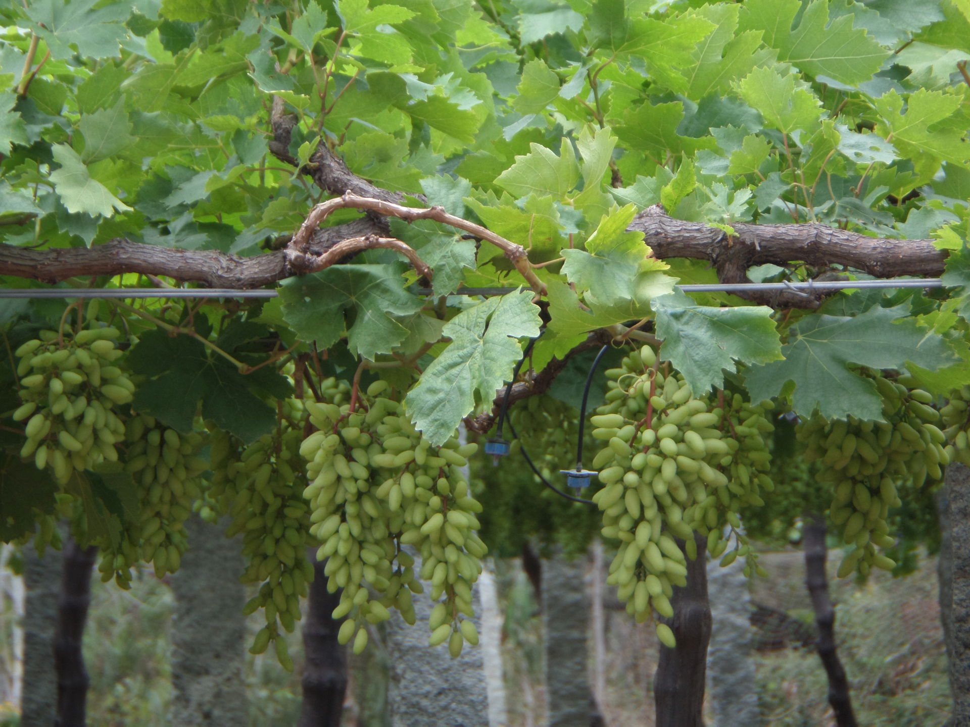 GRAPE GARDEN PALAMANER