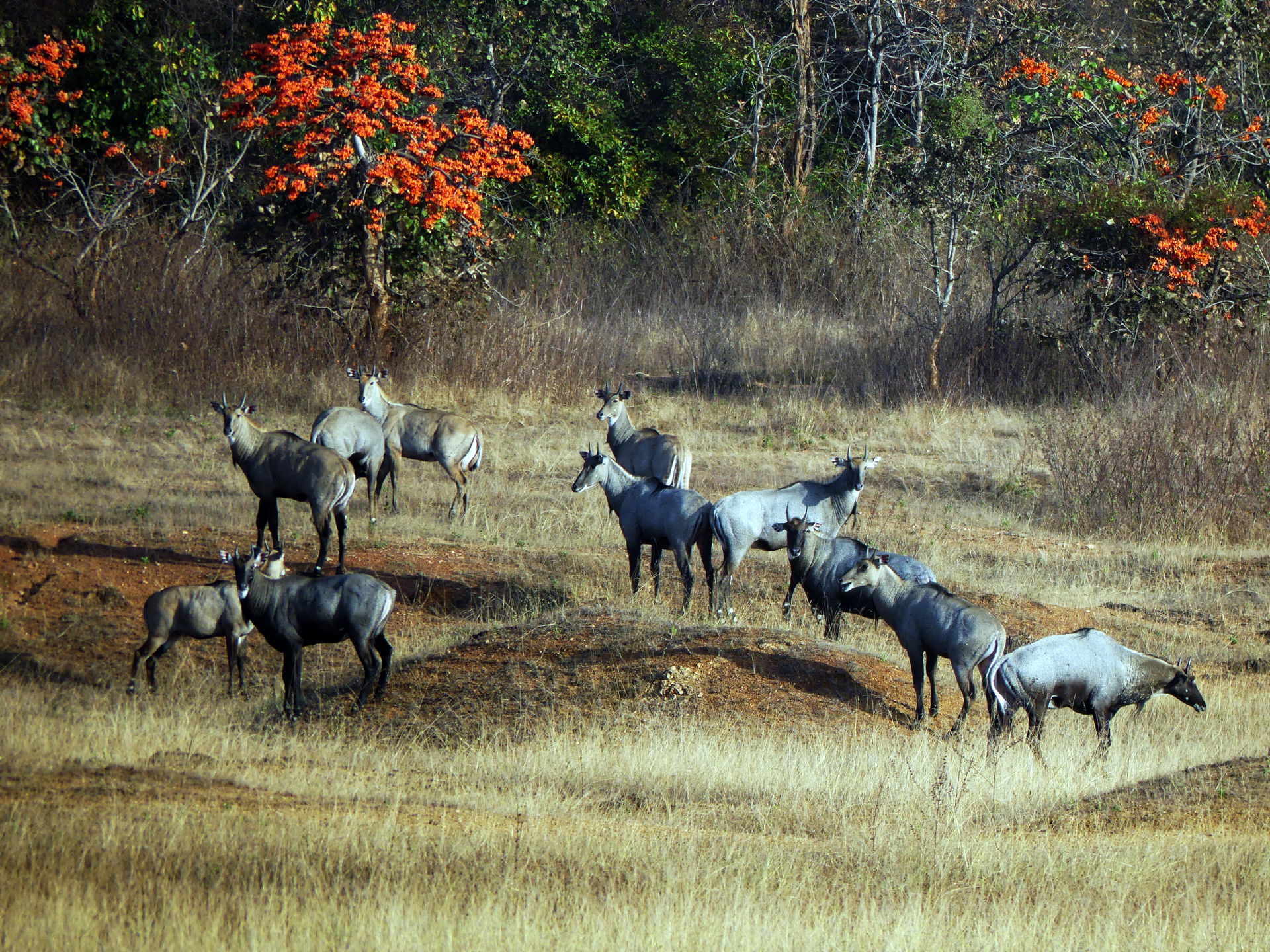 Nilgai bull group, Umred Karhandla WLS. Lovely palash flowering…