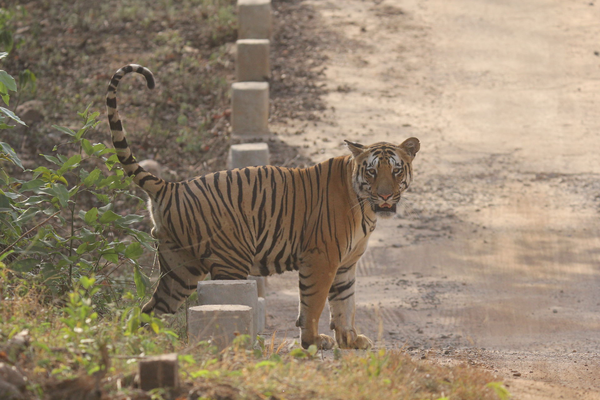 Close encounter with Tiger aged 18 Months.