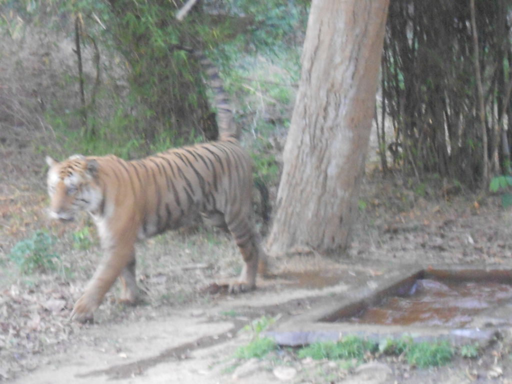 Alpha male Jai at Umred Karhandla Wildlife Sanctuary