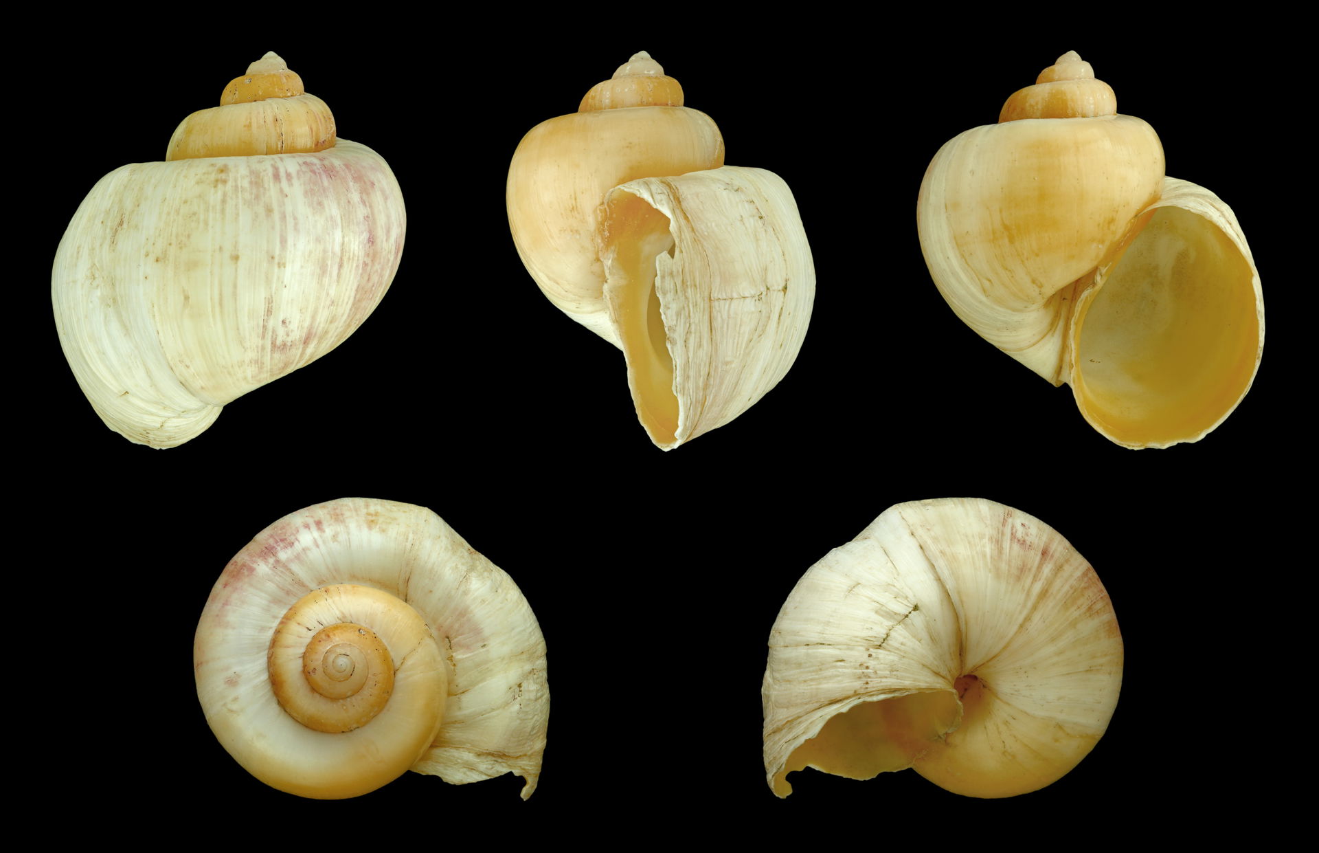 Height 4.7 cm; Originating from India; Shell of own collection,…
