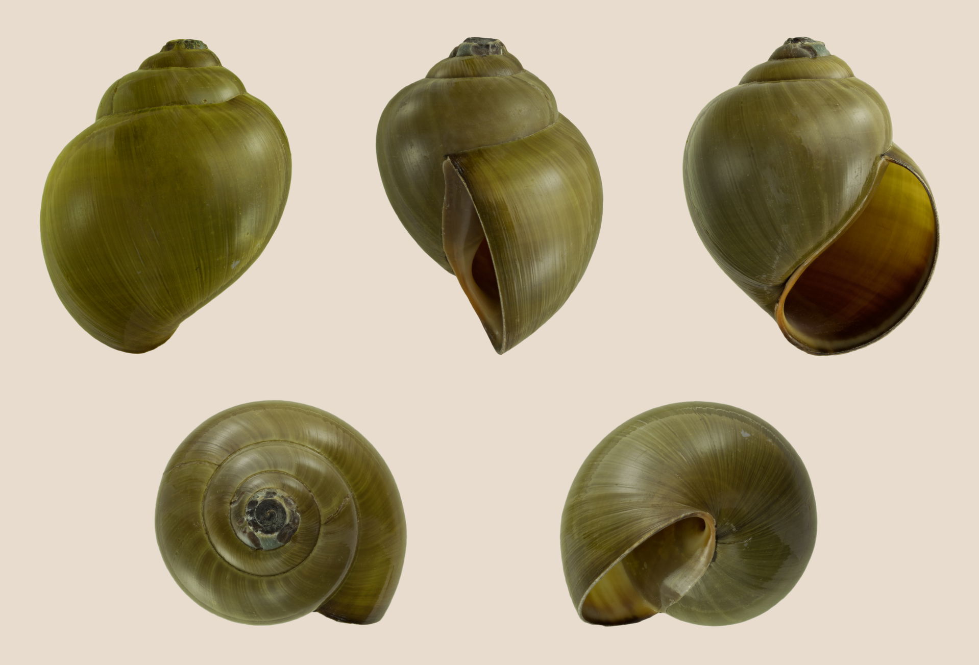 Pila polita (Deshayes, 1830); Height 6,6 cm; Originating from  …