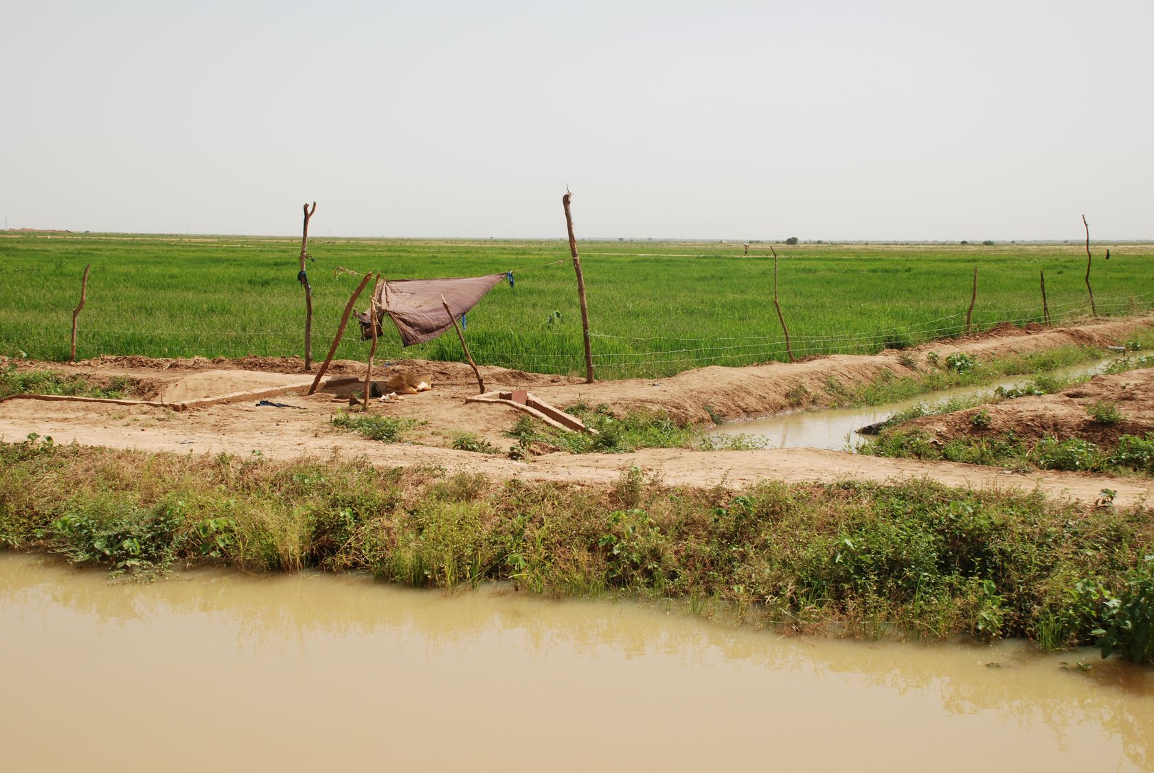 Kaédi, Mauritania, rice field