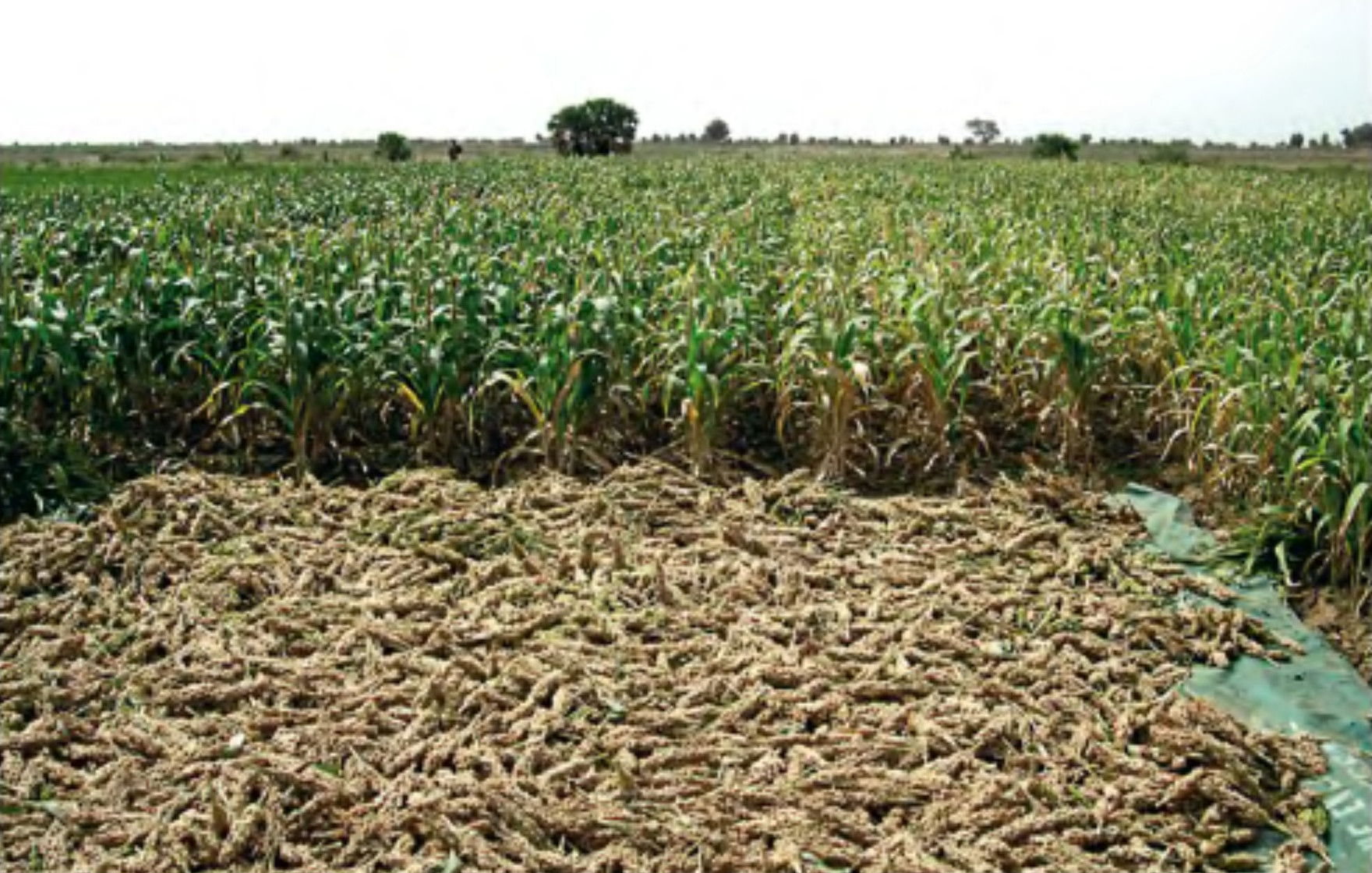 White sorghum field. Photo: Helena Gómez MacPherson. Bélinabé, …