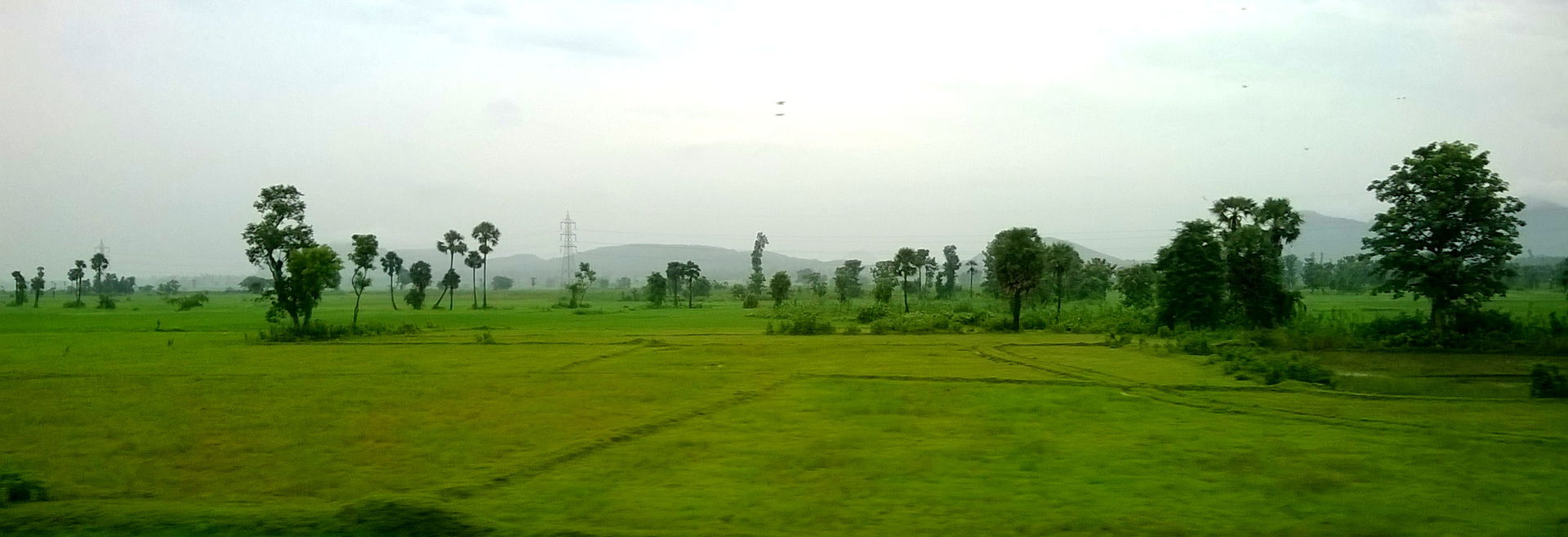 Paddy fields Near Parvathipuram