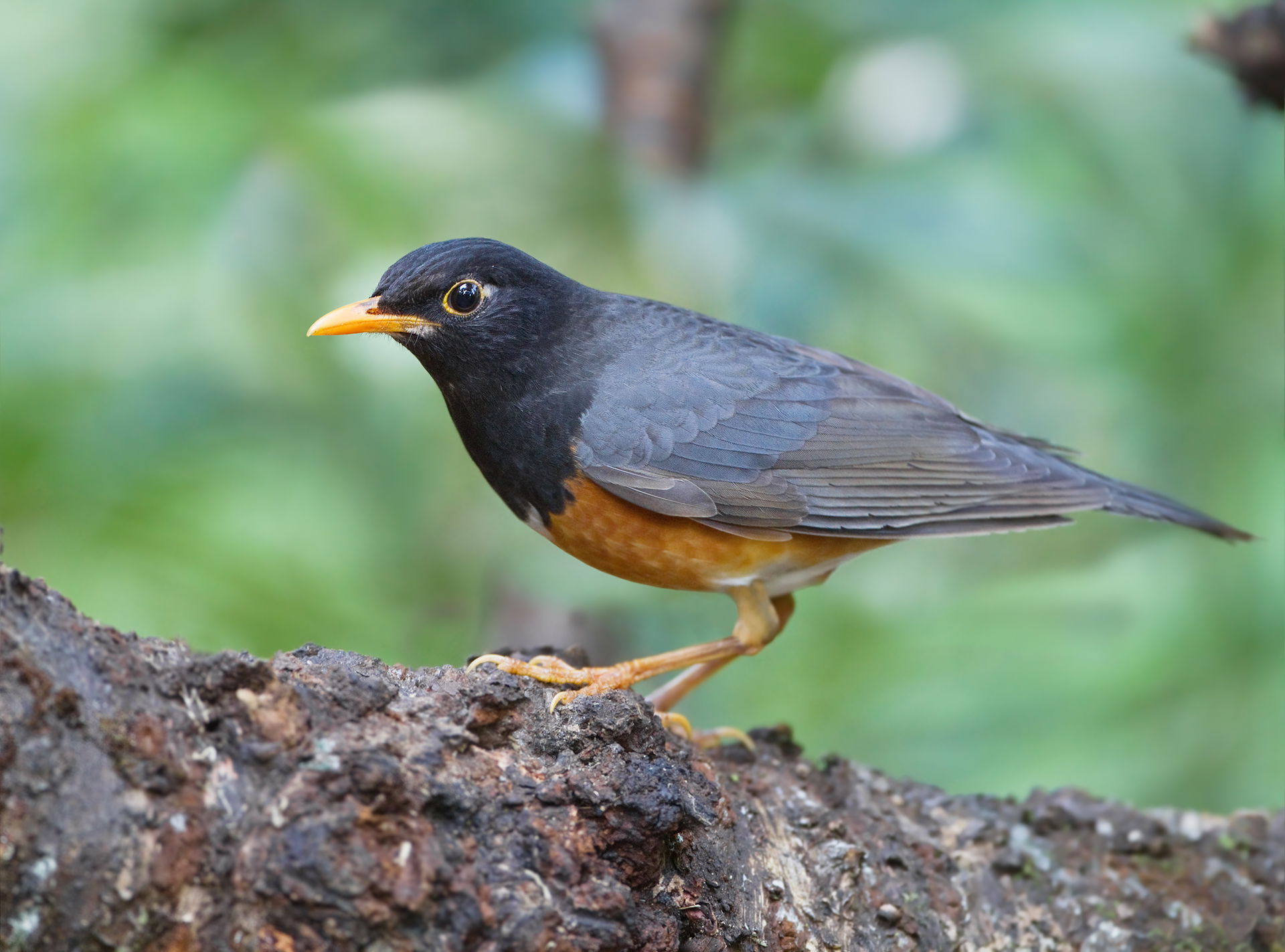 Black-breasted Thrush (Turdus dissimilis) male, Royal Agricultu…