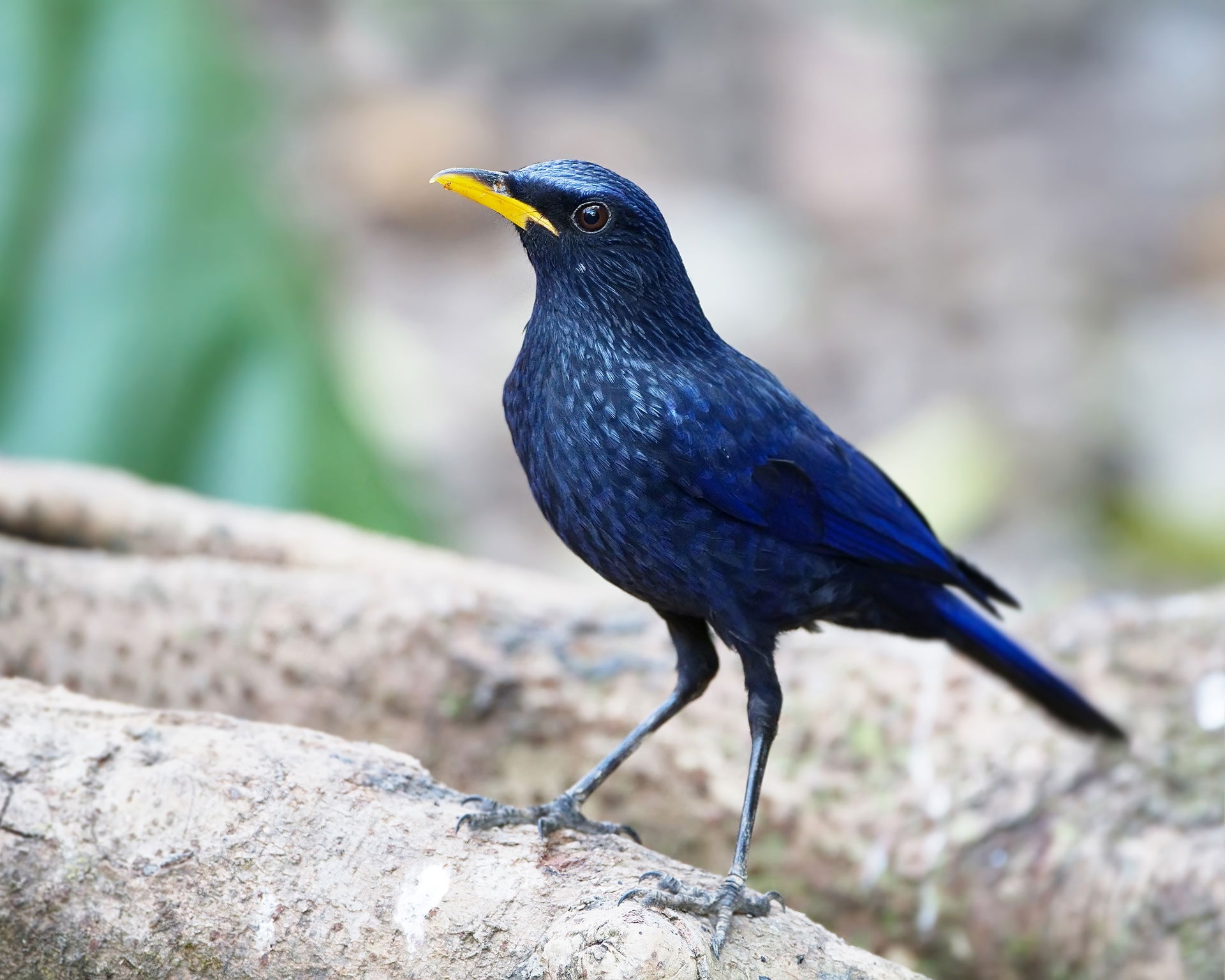 Blue Whistling-thrush (Myophonus caeruleus), Royal Agricultural…